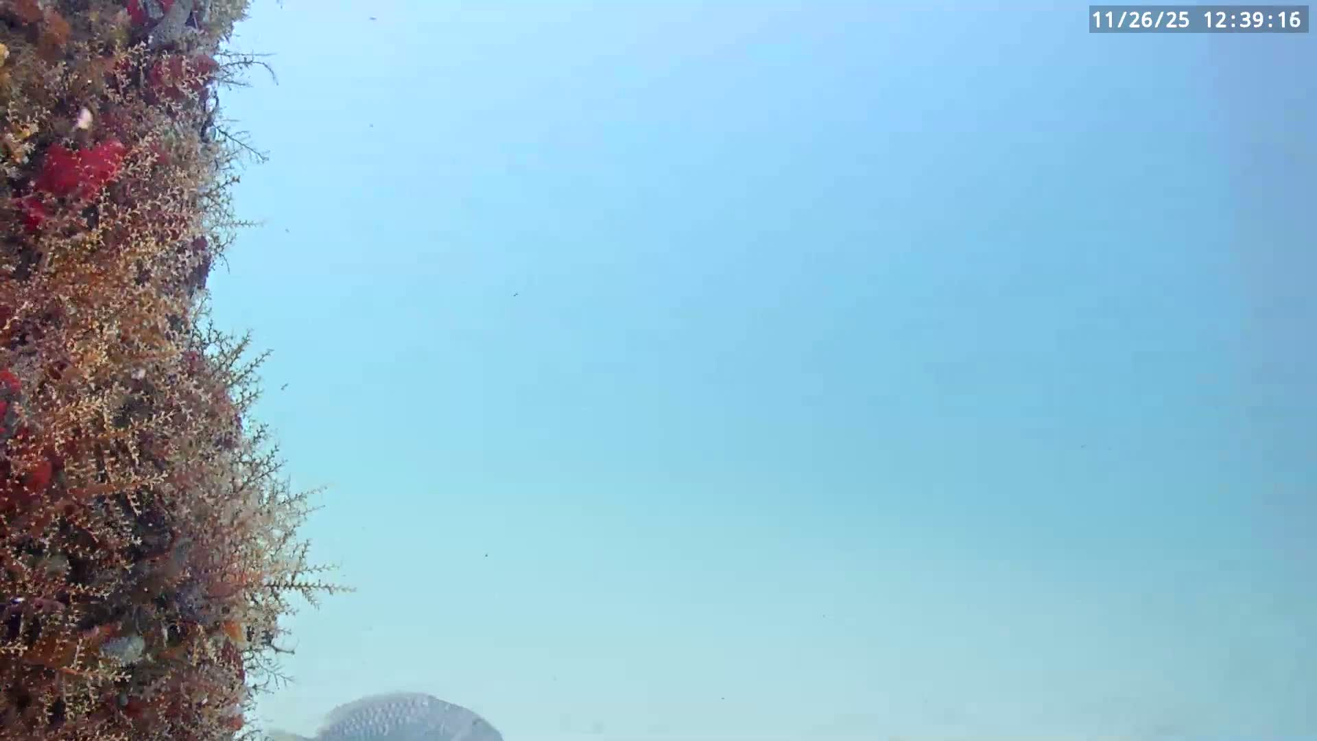 Deerfield Beach Atlantic Underwater Fish World Live Cam - Deerfield Beach, Broward, Florida, USA