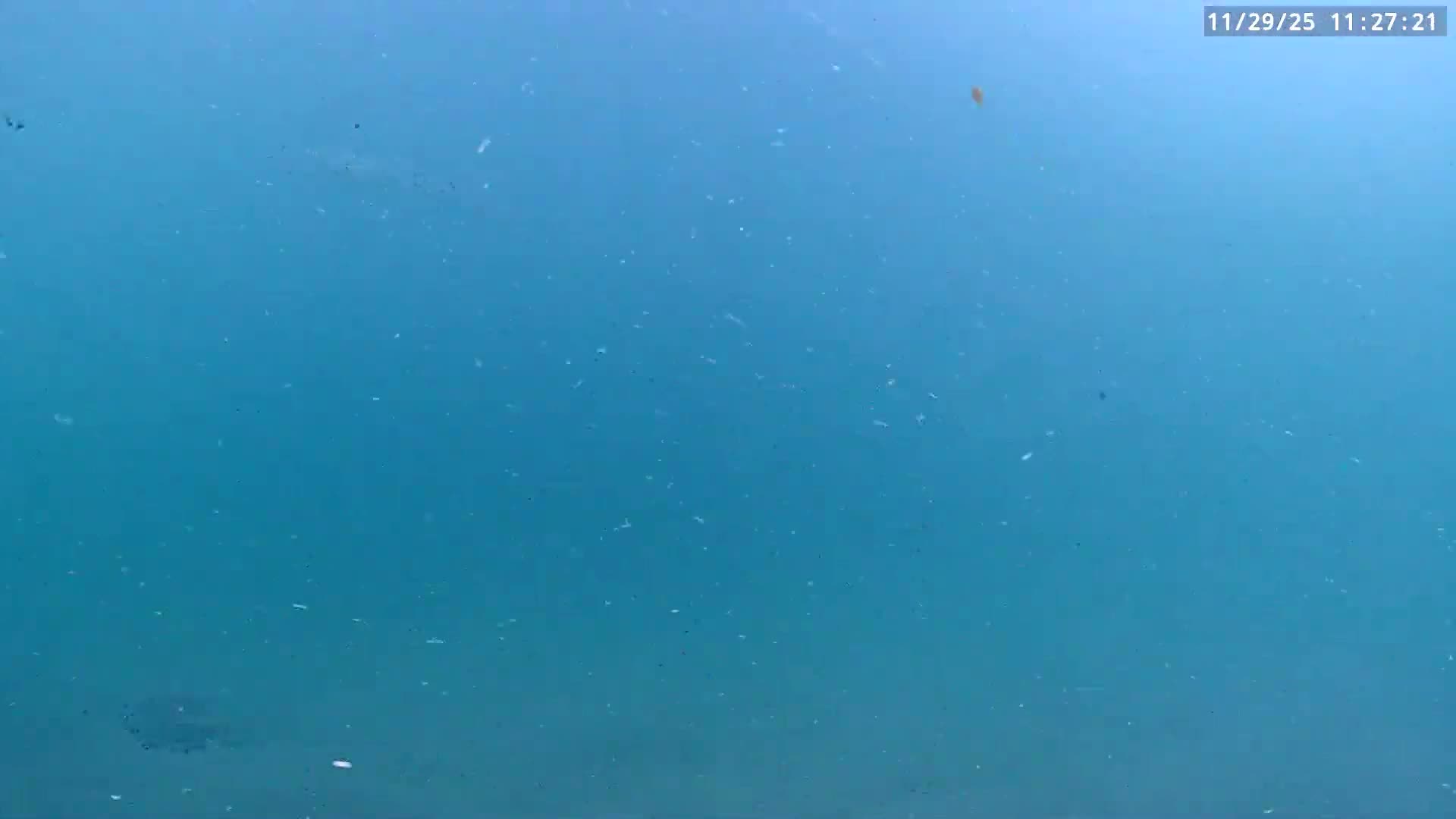 Deerfield Beach Atlantic Underwater Fish World Live Cam - Deerfield Beach, Broward, Florida, USA