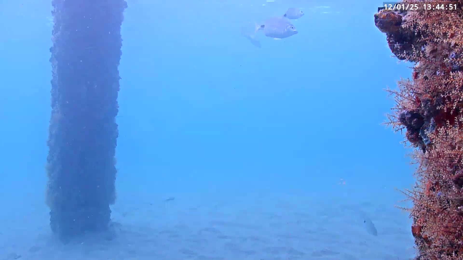 Deerfield Beach Atlantic Underwater Fish World Live Cam - Deerfield Beach, Broward, Florida, USA