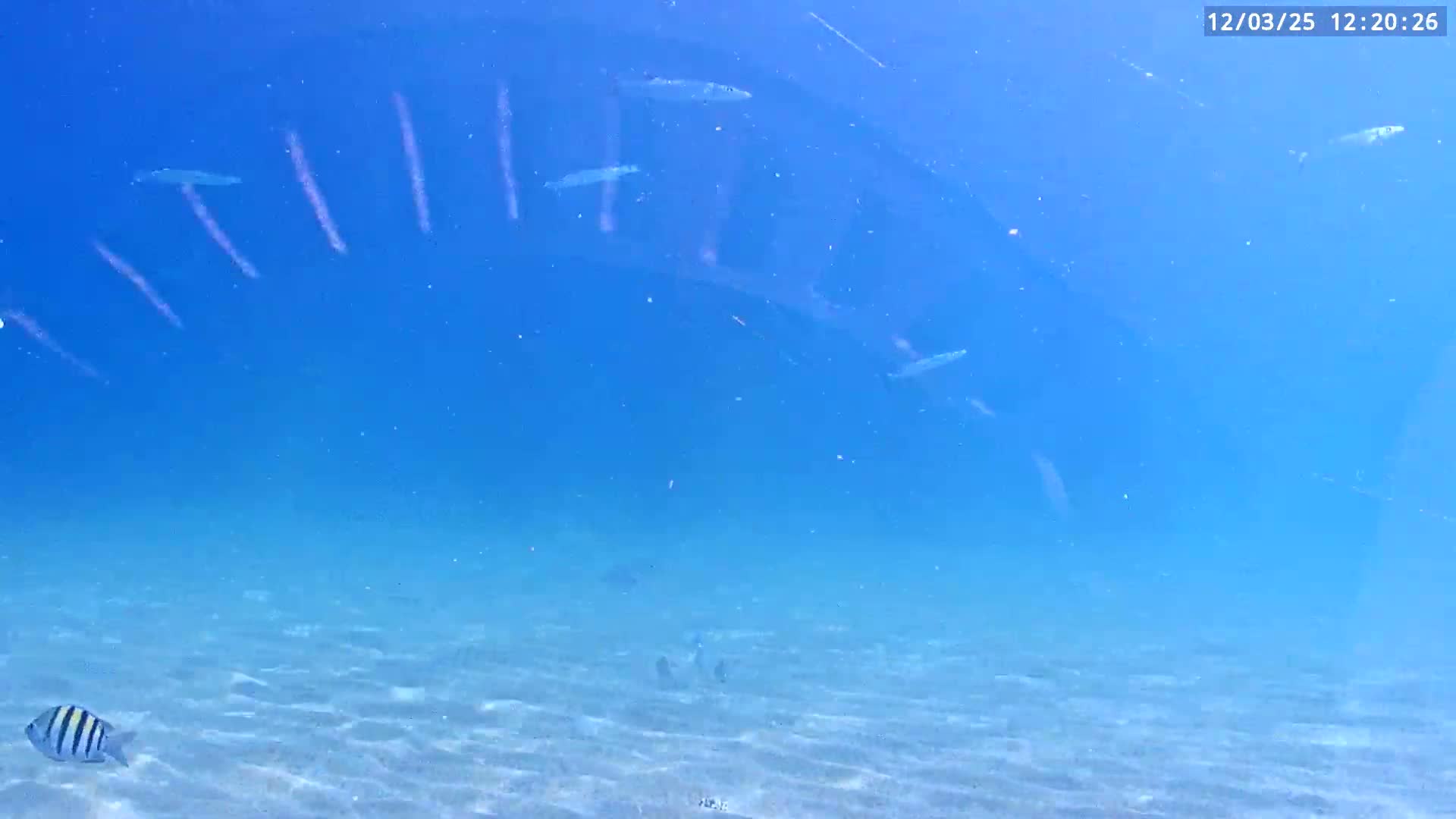 Deerfield Beach Atlantic Underwater Fish World Live Cam - Deerfield Beach, Broward, Florida, USA