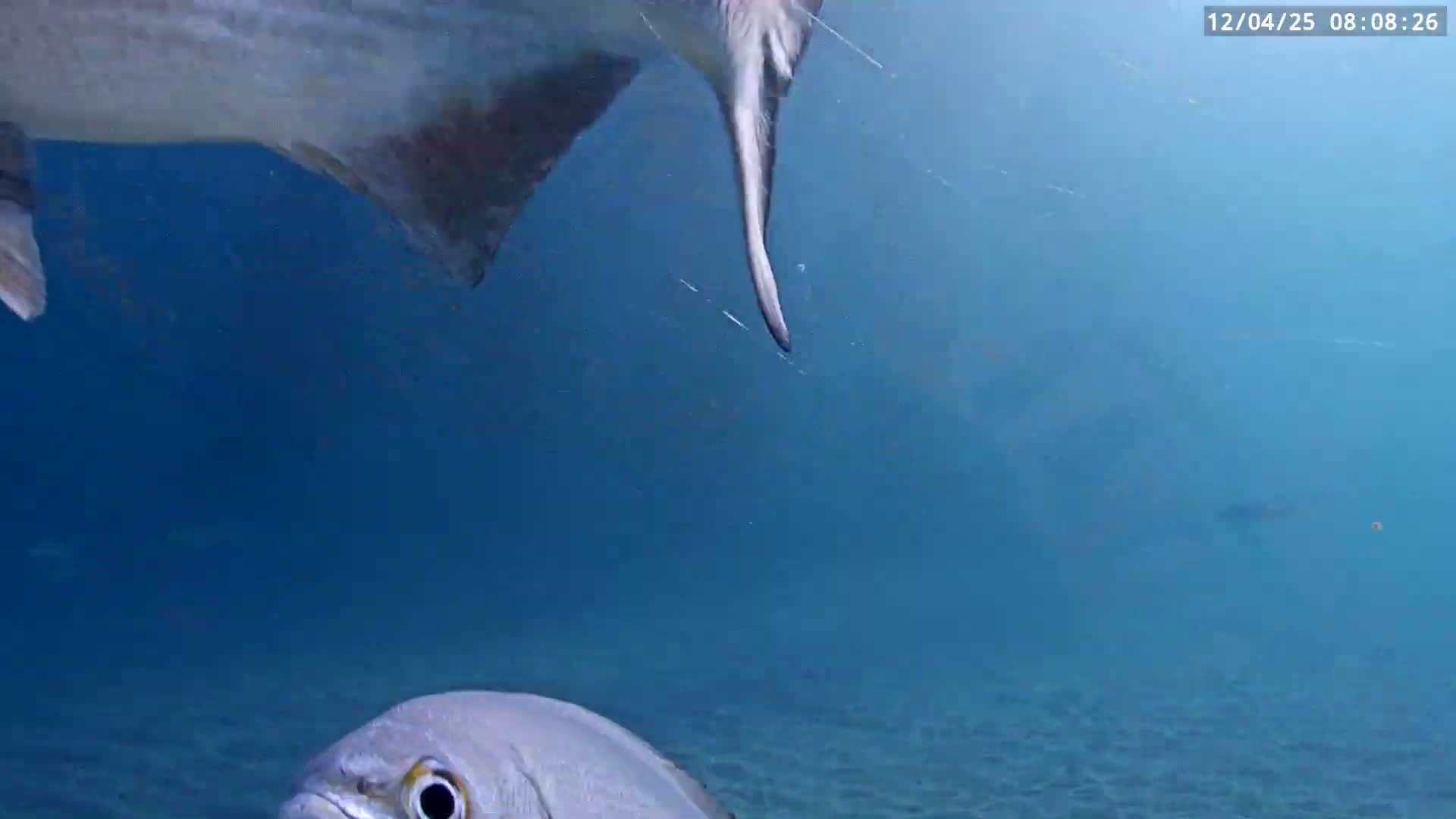 Deerfield Beach Atlantic Underwater Fish World Live Cam - Deerfield Beach, Broward, Florida, USA