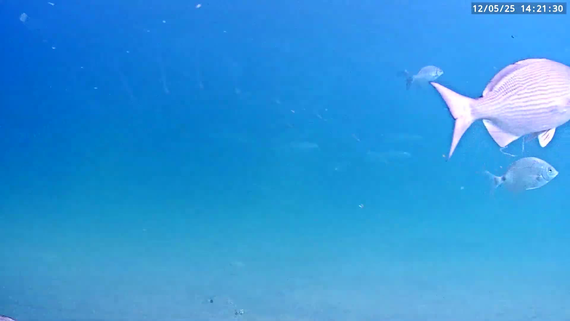 Deerfield Beach Atlantic Underwater Fish World Live Cam - Deerfield Beach, Broward, Florida, USA