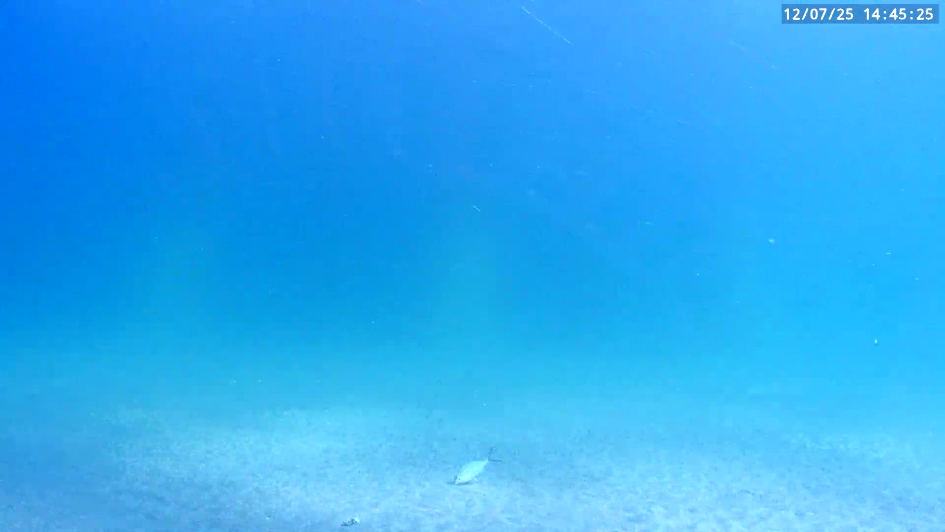 Deerfield Beach Atlantic Underwater Fish World Live Cam - Deerfield Beach, Broward, Florida, USA