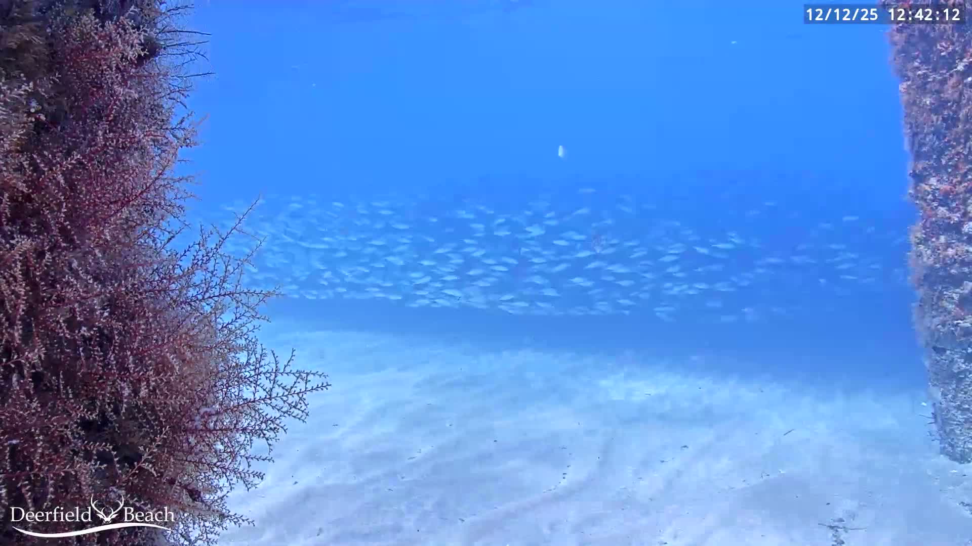 Deerfield Beach Atlantic Underwater Fish World Live Cam - Deerfield Beach, Broward, Florida, USA