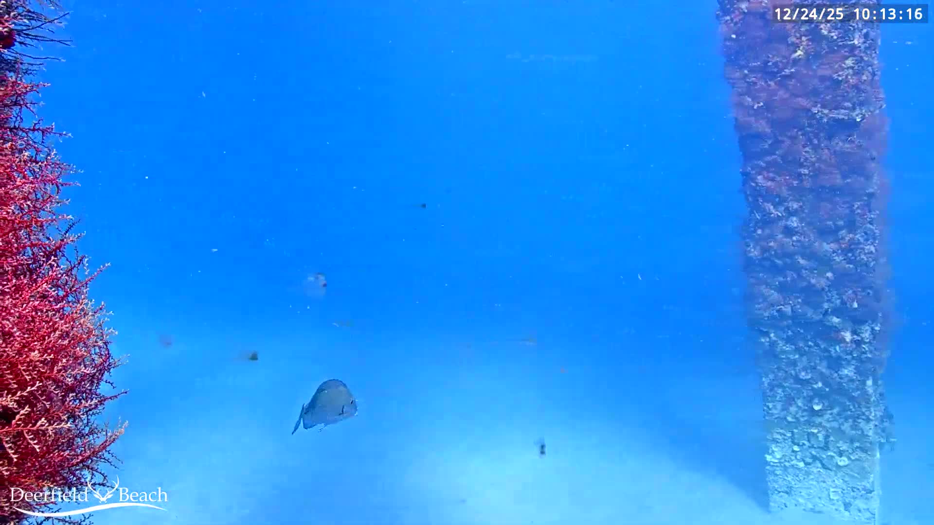 Deerfield Beach Atlantic Underwater Fish World Live Cam - Deerfield Beach, Broward, Florida, USA