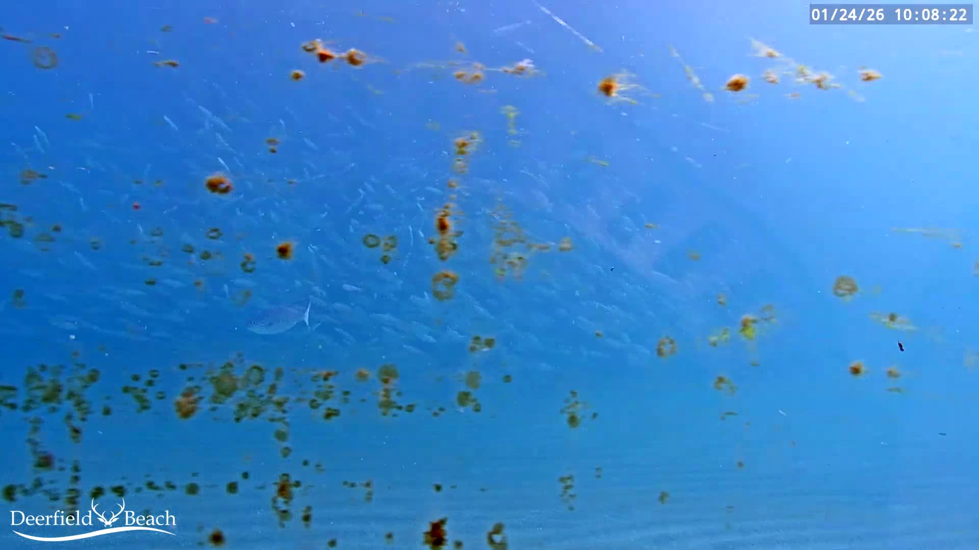 Deerfield Beach Atlantic Underwater Fish World Live Cam - Deerfield Beach, Broward, Florida, USA