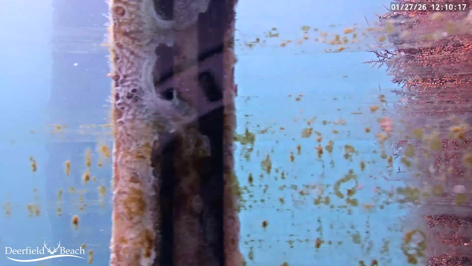 Deerfield Beach Atlantic Underwater Fish World Live Cam - Deerfield Beach, Broward, Florida, USA