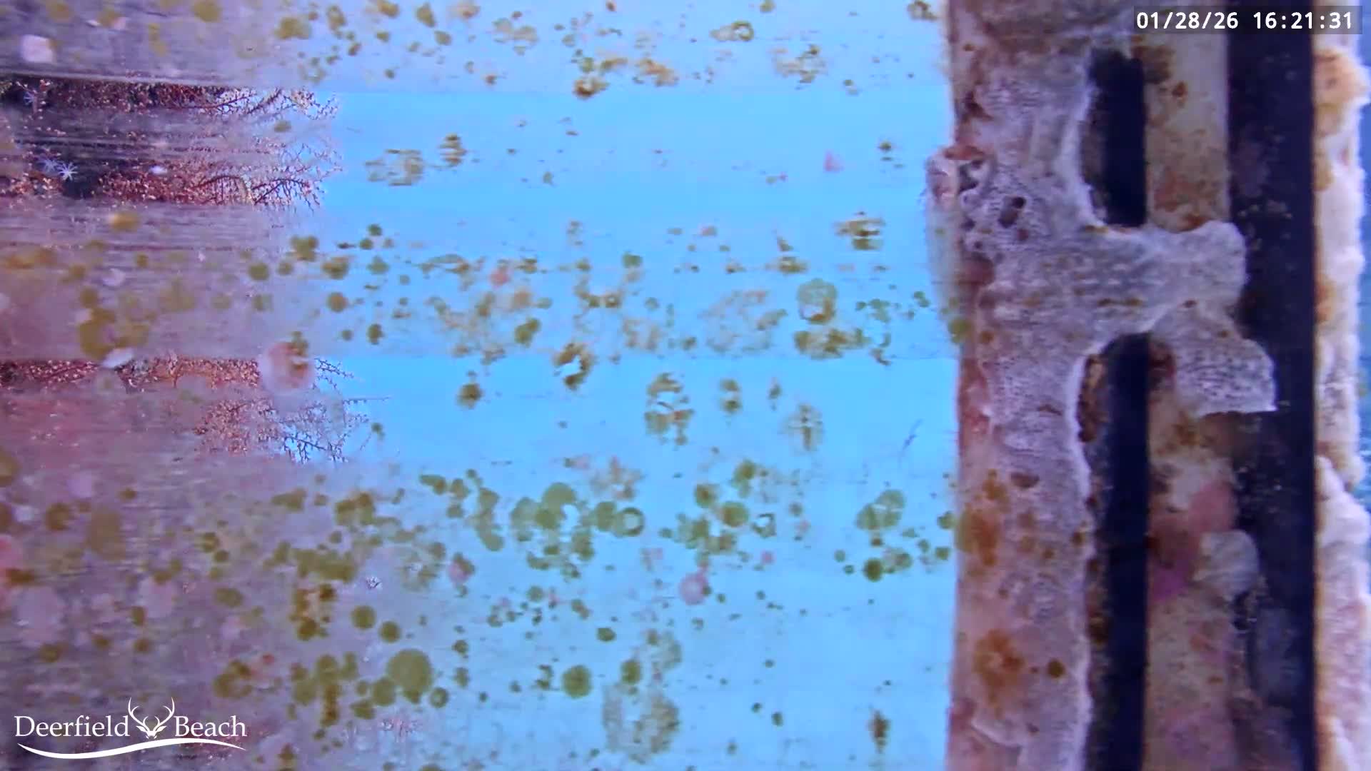 Deerfield Beach Atlantic Underwater Fish World Live Cam - Deerfield Beach, Broward, Florida, USA