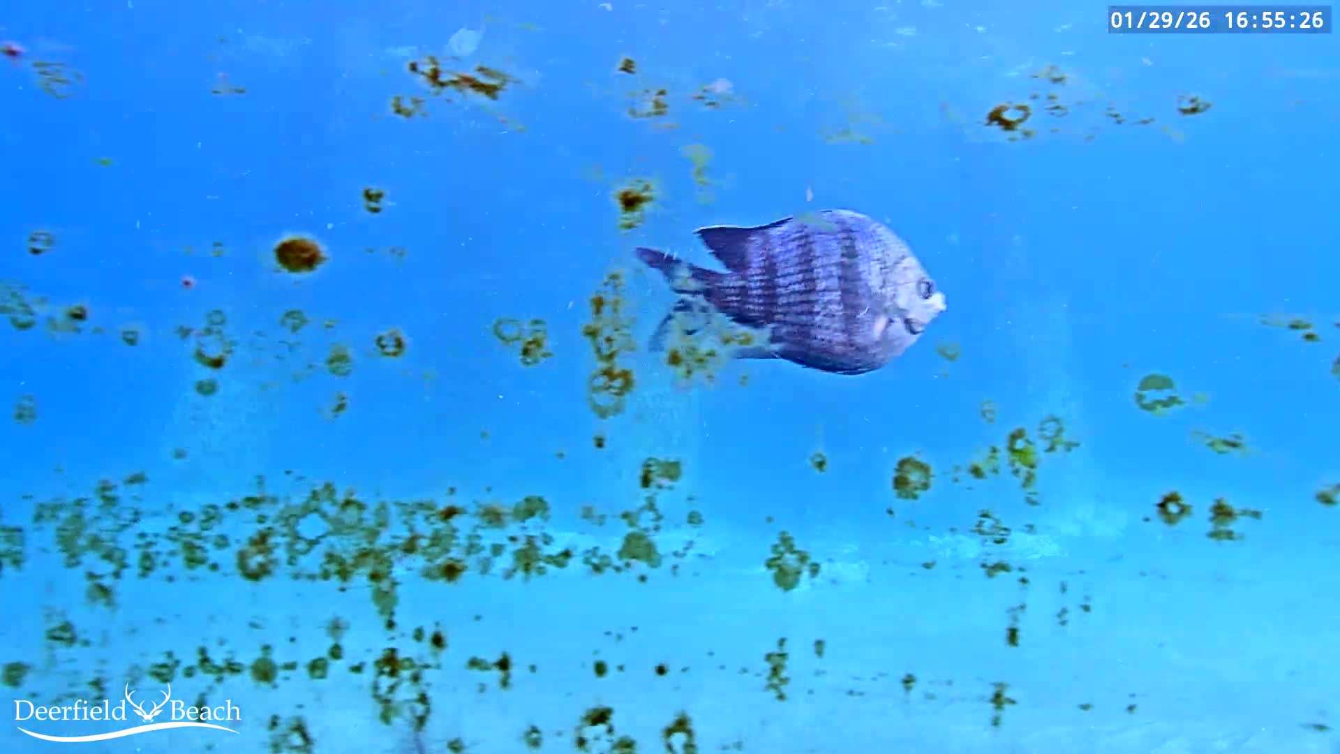 Deerfield Beach Atlantic Underwater Fish World Live Cam - Deerfield Beach, Broward, Florida, USA