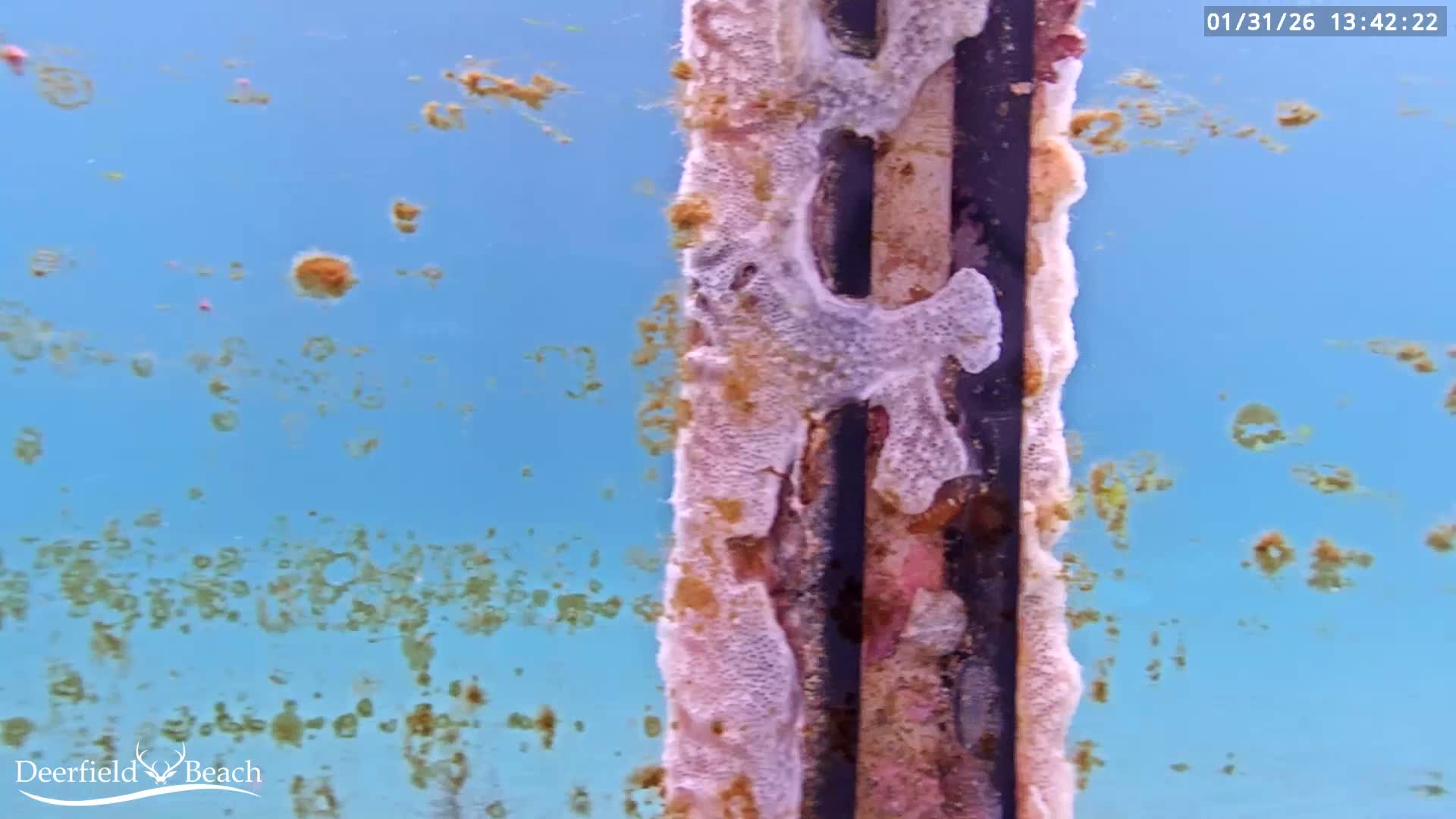 Deerfield Beach Atlantic Underwater Fish World Live Cam - Deerfield Beach, Broward, Florida, USA