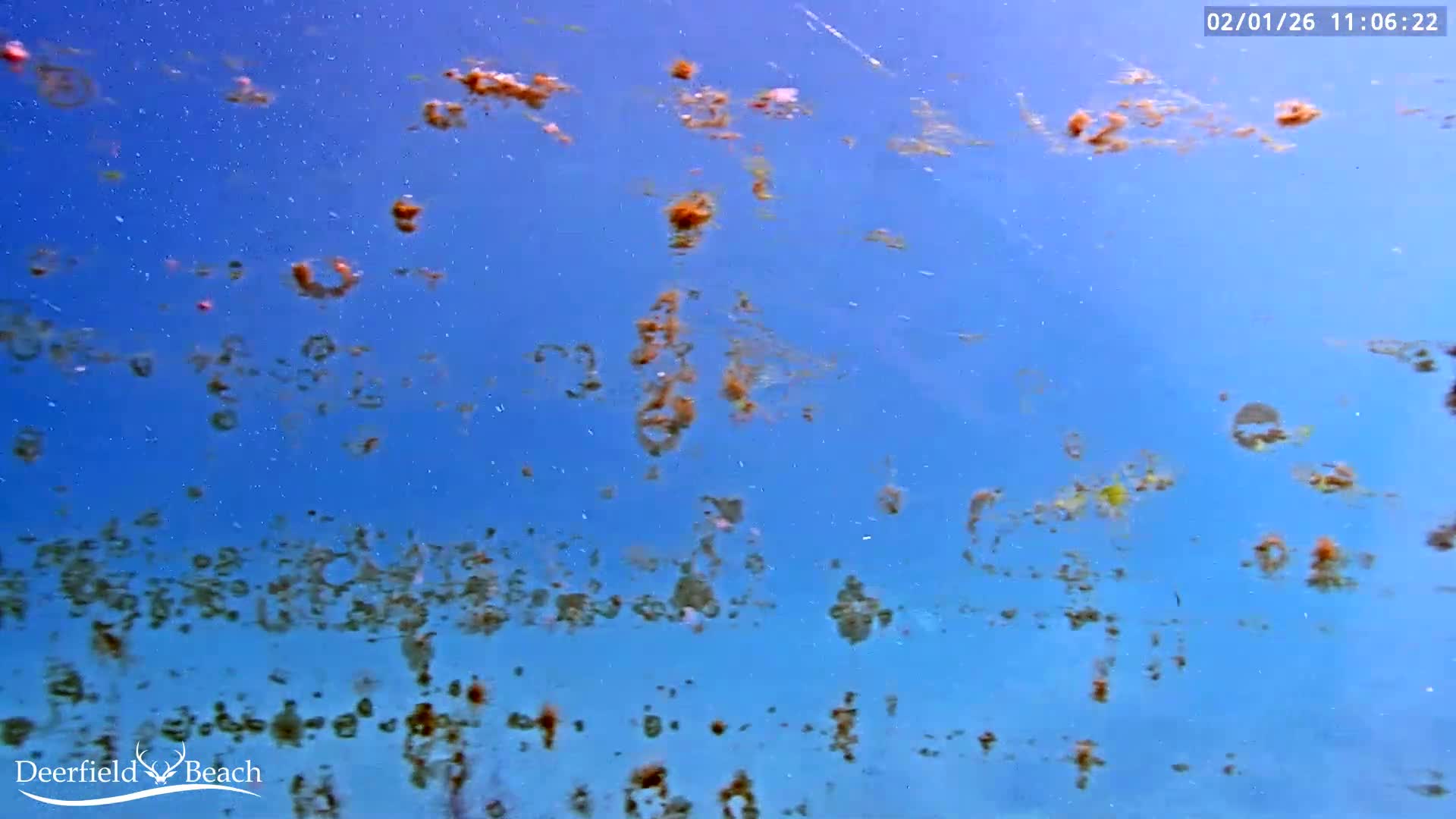Deerfield Beach Atlantic Underwater Fish World Live Cam - Deerfield Beach, Broward, Florida, USA