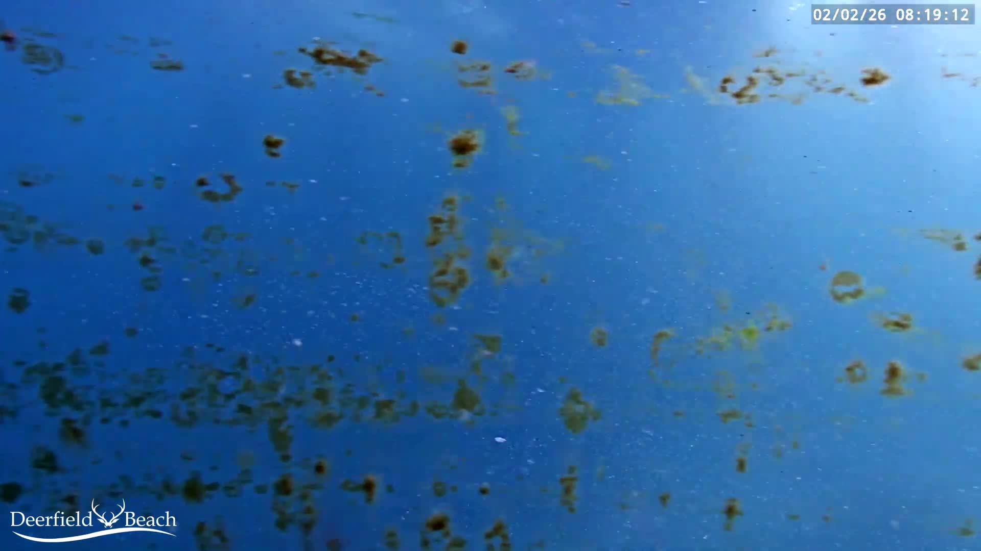 Deerfield Beach Atlantic Underwater Fish World Live Cam - Deerfield Beach, Broward, Florida, USA