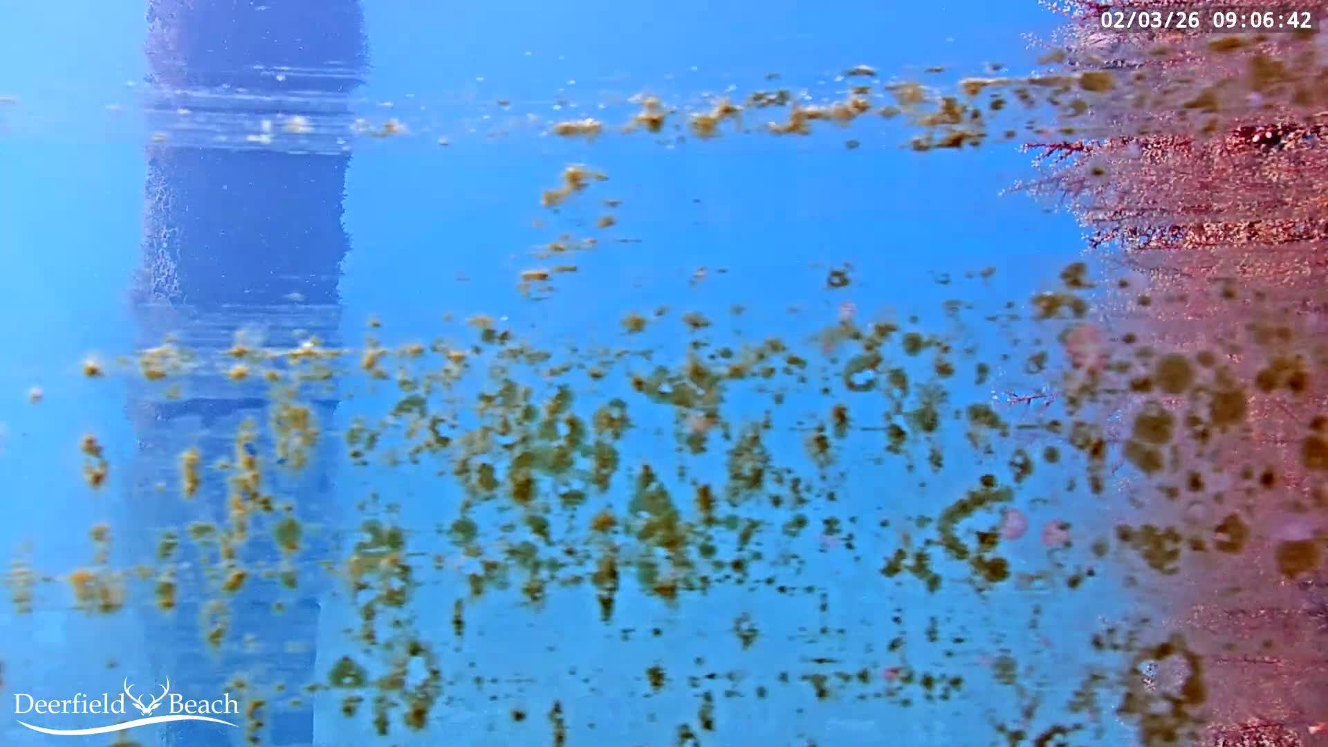 Deerfield Beach Atlantic Underwater Fish World Live Cam - Deerfield Beach, Broward, Florida, USA