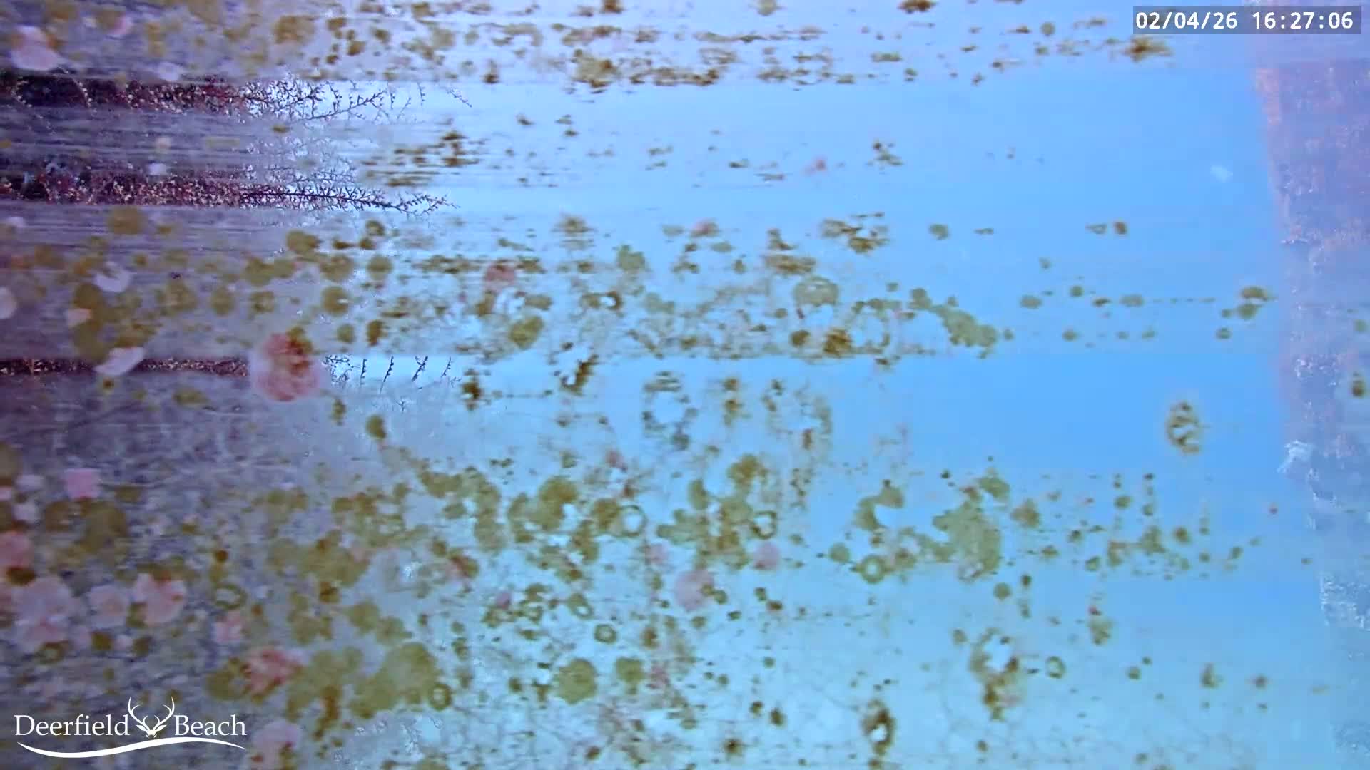 Deerfield Beach Atlantic Underwater Fish World Live Cam - Deerfield Beach, Broward, Florida, USA