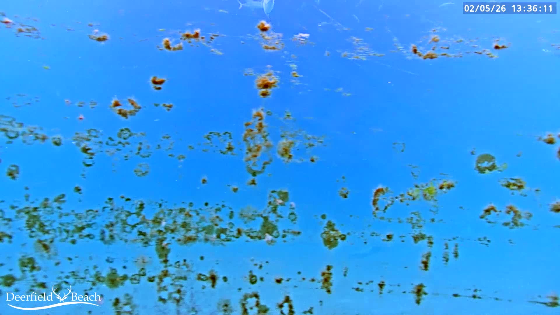 Deerfield Beach Atlantic Underwater Fish World Live Cam - Deerfield Beach, Broward, Florida, USA