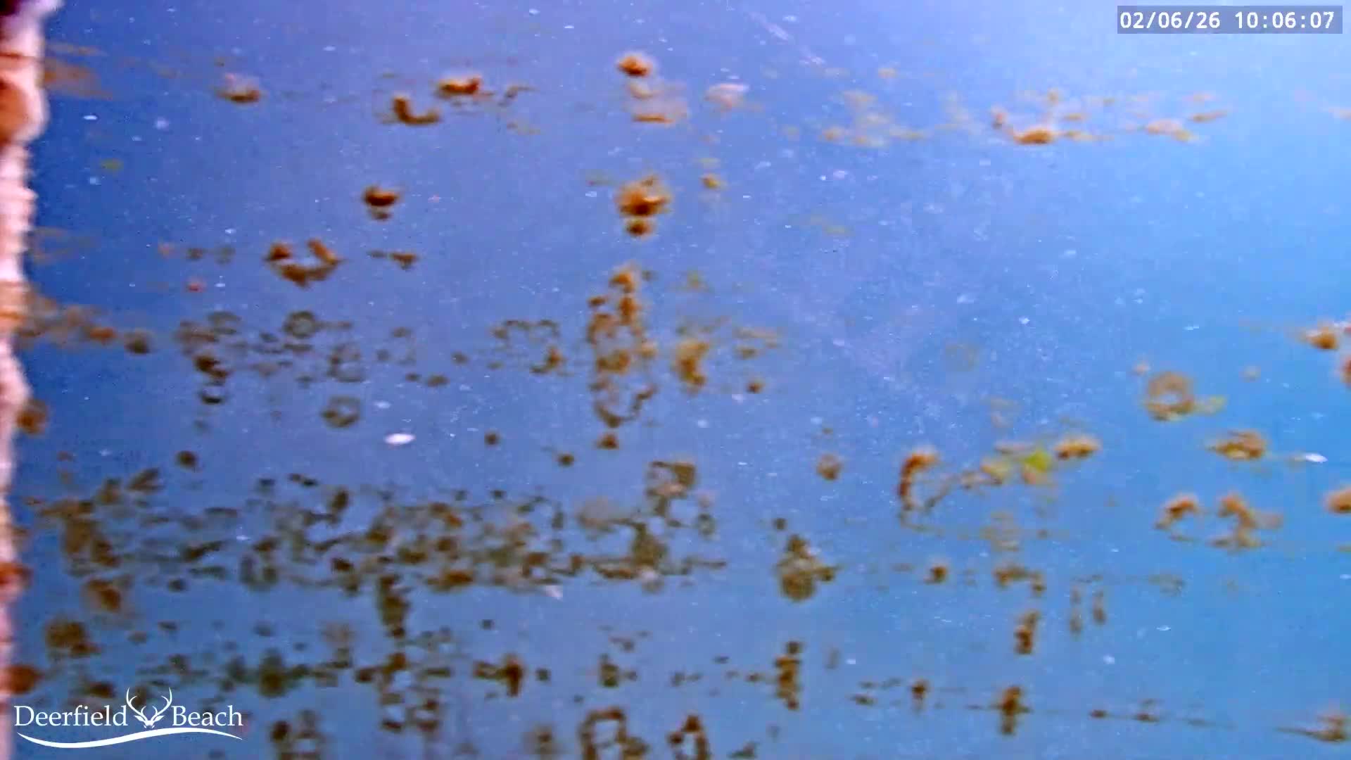 Deerfield Beach Atlantic Underwater Fish World Live Cam - Deerfield Beach, Broward, Florida, USA