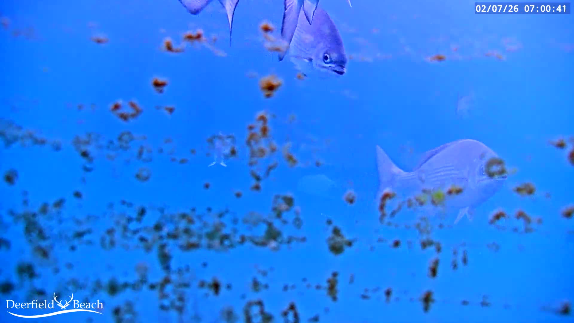 Deerfield Beach Atlantic Underwater Fish World Live Cam - Deerfield Beach, Broward, Florida, USA