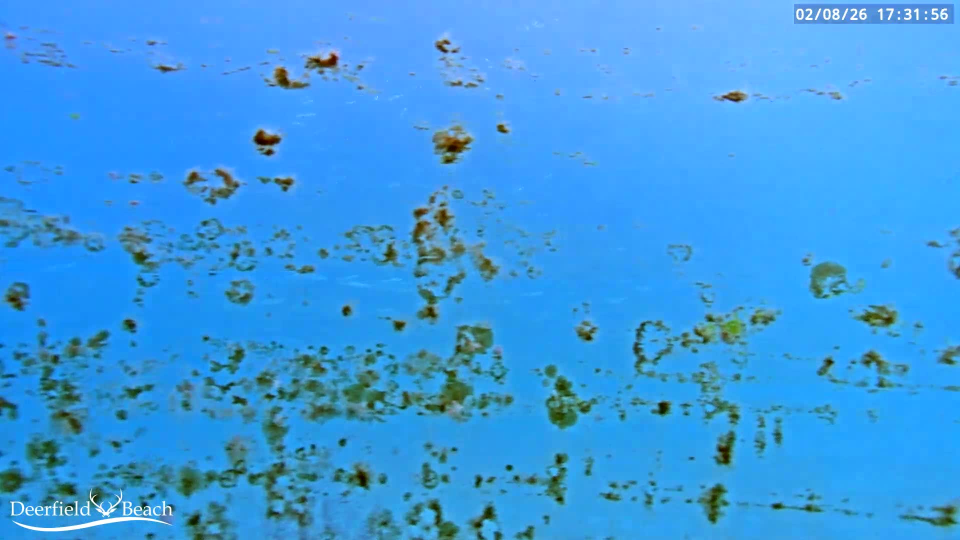 Deerfield Beach Atlantic Underwater Fish World Live Cam - Deerfield Beach, Broward, Florida, USA