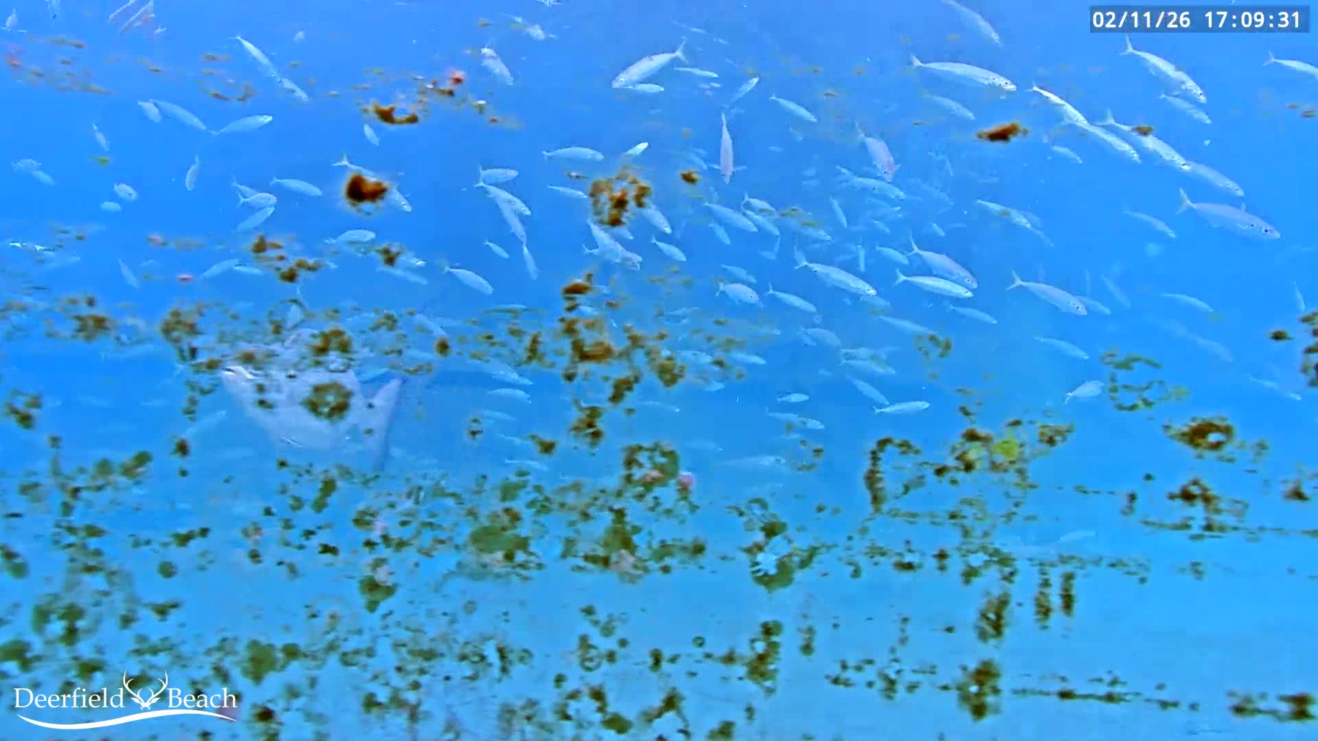 Deerfield Beach Atlantic Underwater Fish World Live Cam - Deerfield Beach, Broward, Florida, USA