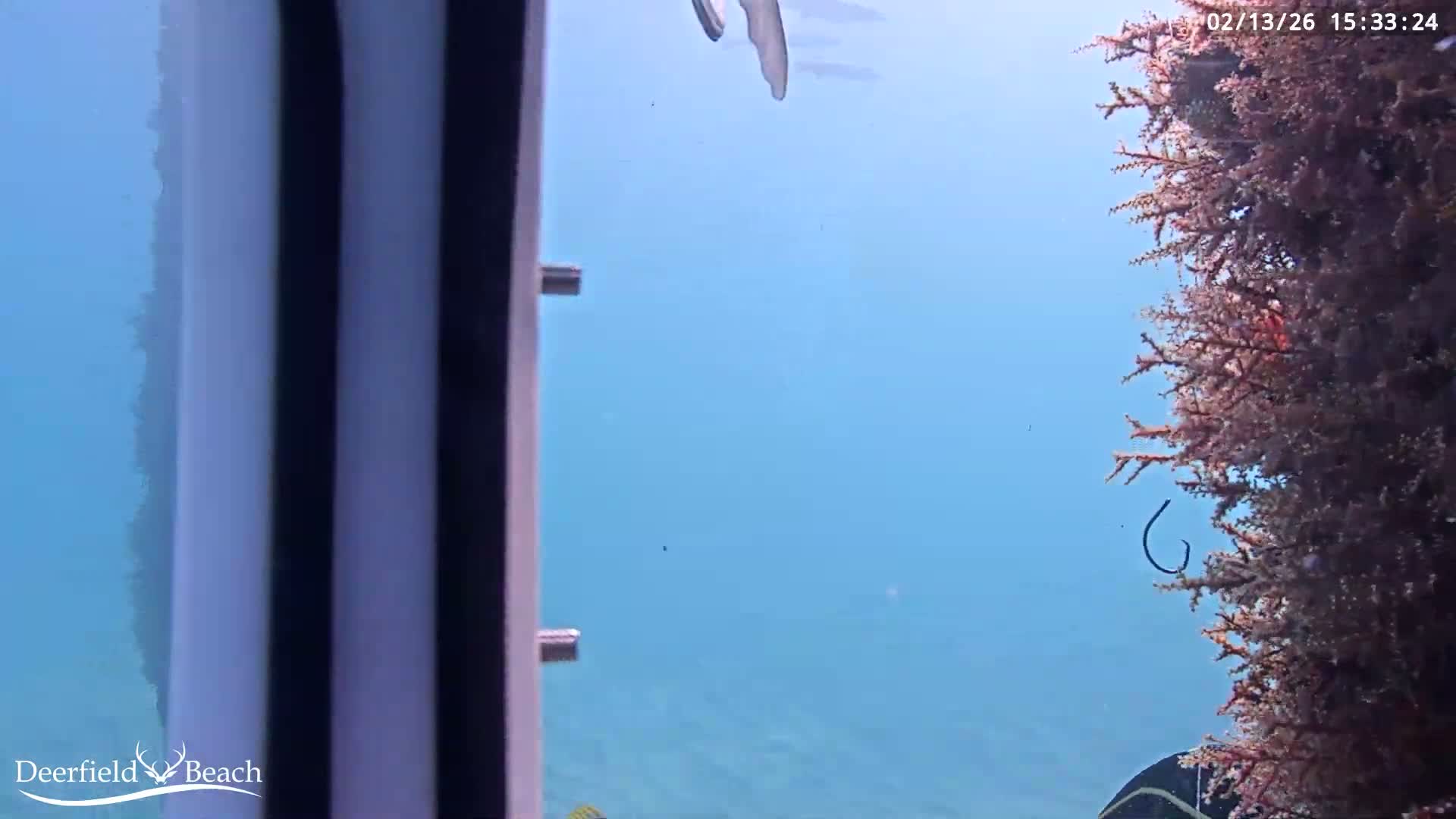 Deerfield Beach Atlantic Underwater Fish World Live Cam - Deerfield Beach, Broward, Florida, USA