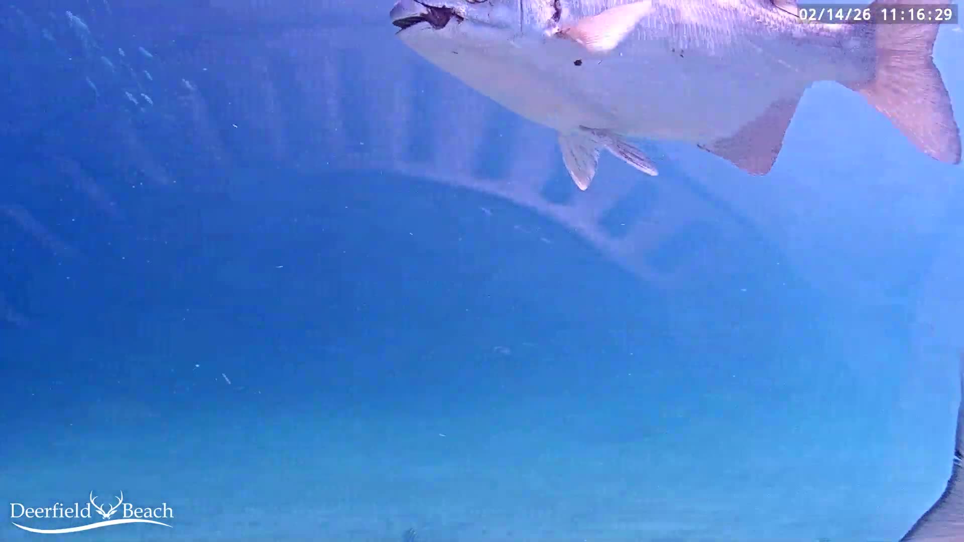 Deerfield Beach Atlantic Underwater Fish World Live Cam - Deerfield Beach, Broward, Florida, USA
