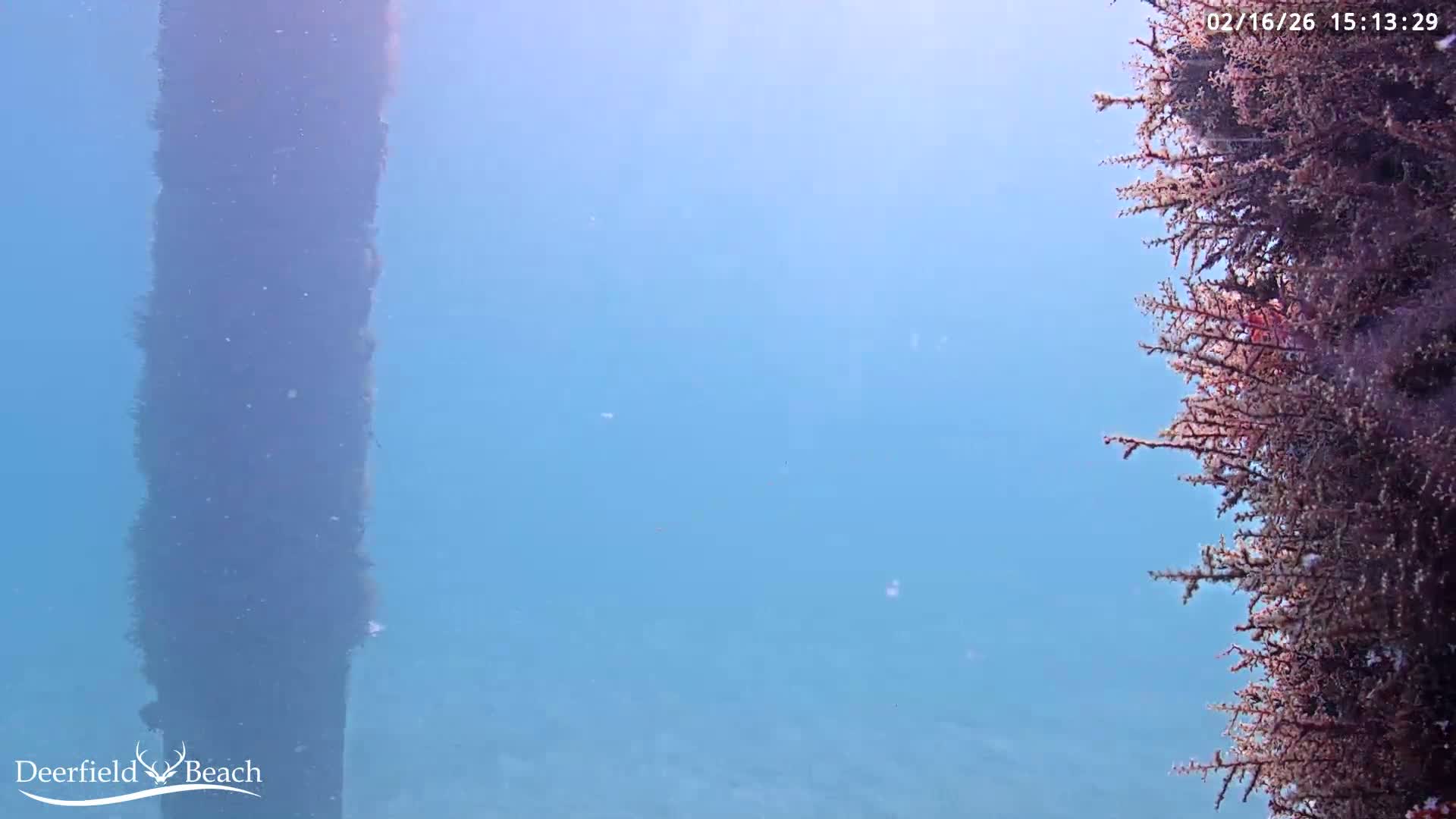 Deerfield Beach Atlantic Underwater Fish World Live Cam - Deerfield Beach, Broward, Florida, USA