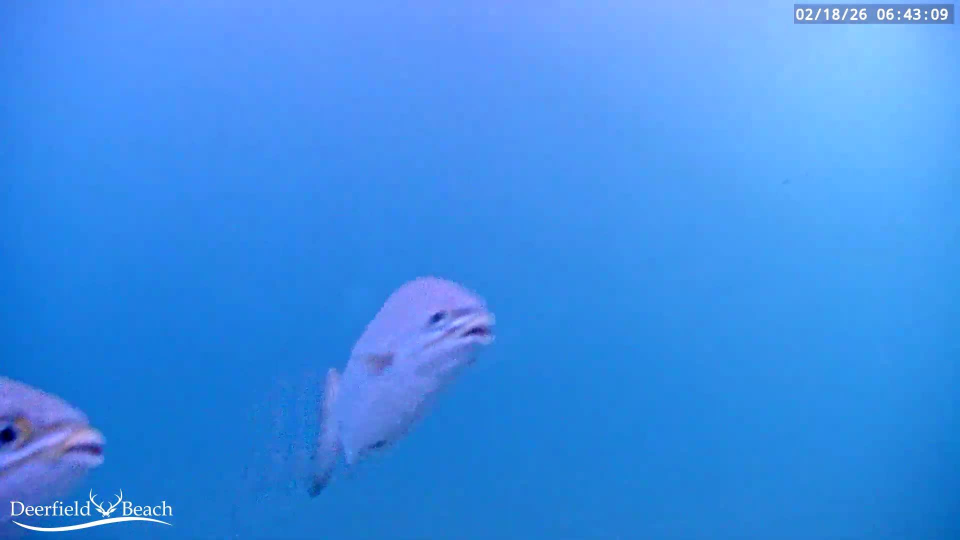 Deerfield Beach Atlantic Underwater Fish World Live Cam - Deerfield Beach, Broward, Florida, USA