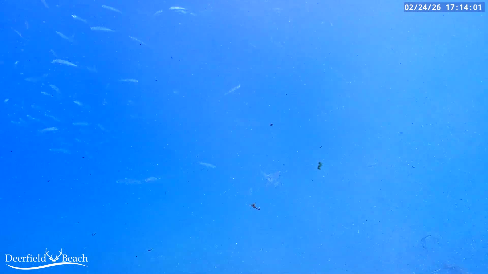 Deerfield Beach Atlantic Underwater Fish World Live Cam - Deerfield Beach, Broward, Florida, USA