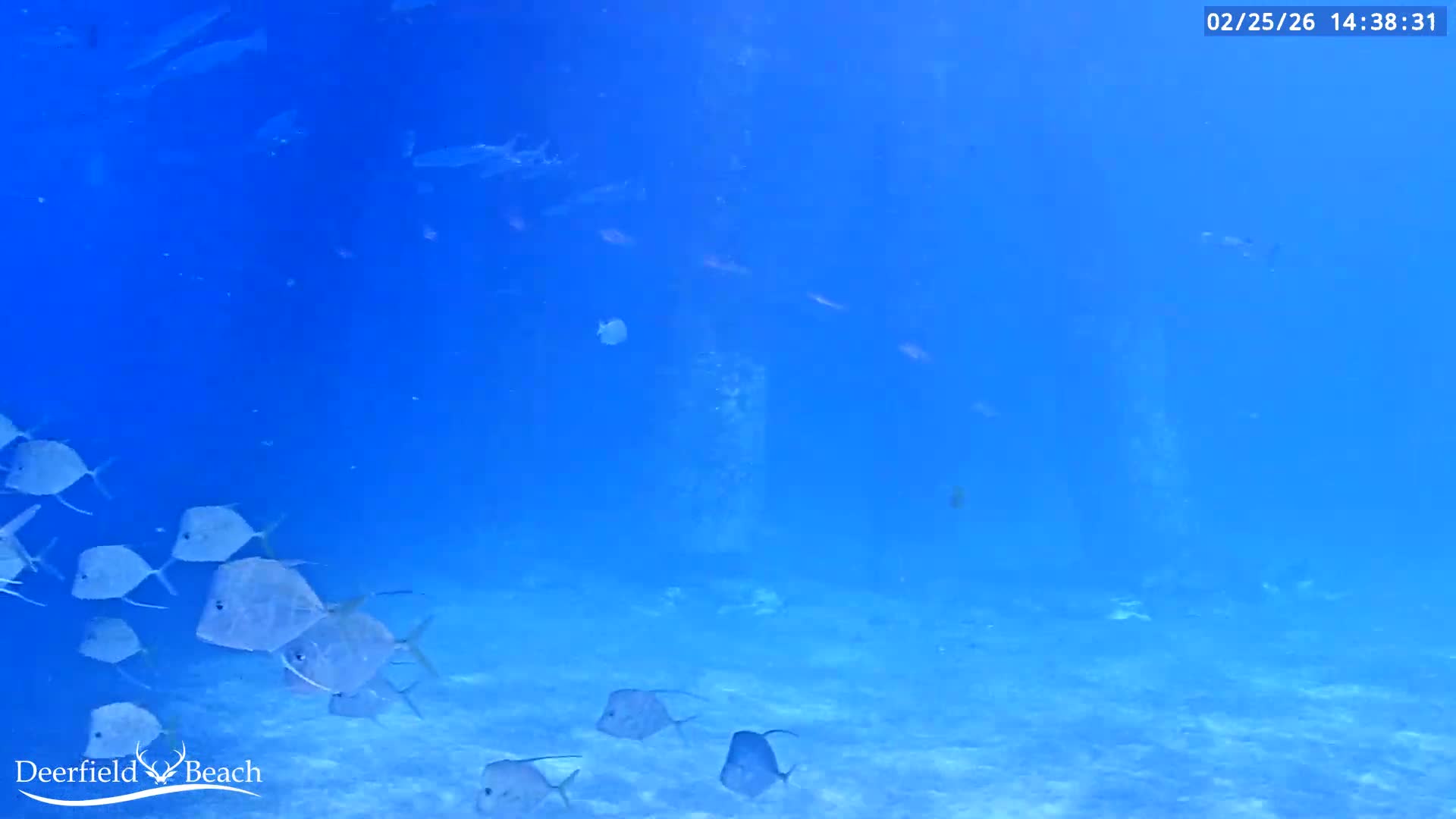 Deerfield Beach Atlantic Underwater Fish World Live Cam - Deerfield Beach, Broward, Florida, USA