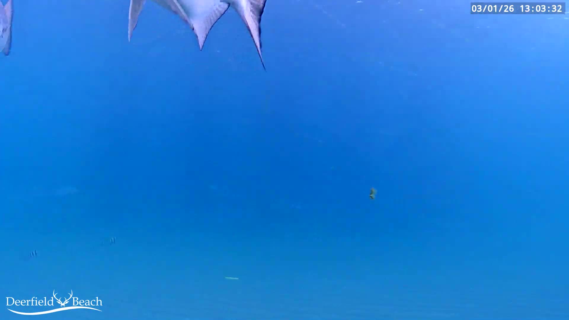 Deerfield Beach Atlantic Underwater Fish World Live Cam - Deerfield Beach, Broward, Florida, USA