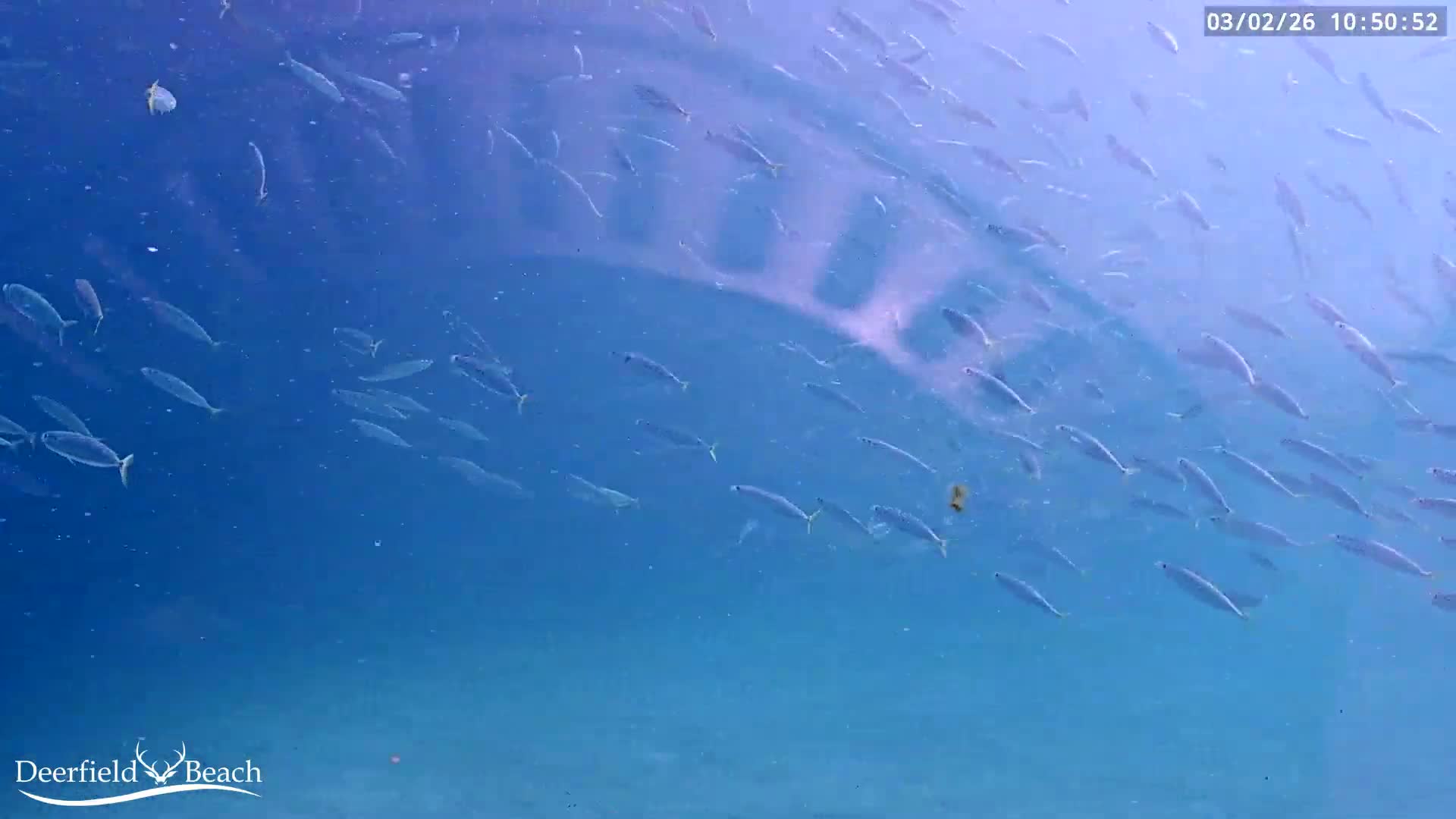 Deerfield Beach Atlantic Underwater Fish World Live Cam - Deerfield Beach, Broward, Florida, USA