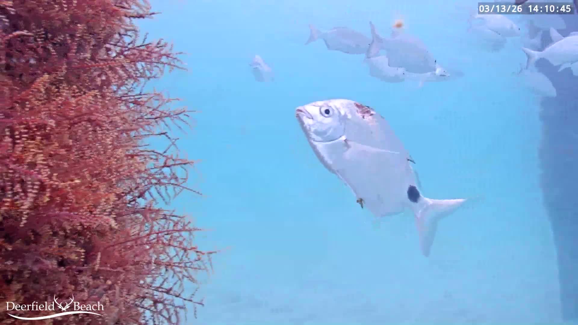 Deerfield Beach Atlantic Underwater Fish World Live Cam - Deerfield Beach, Broward, Florida, USA