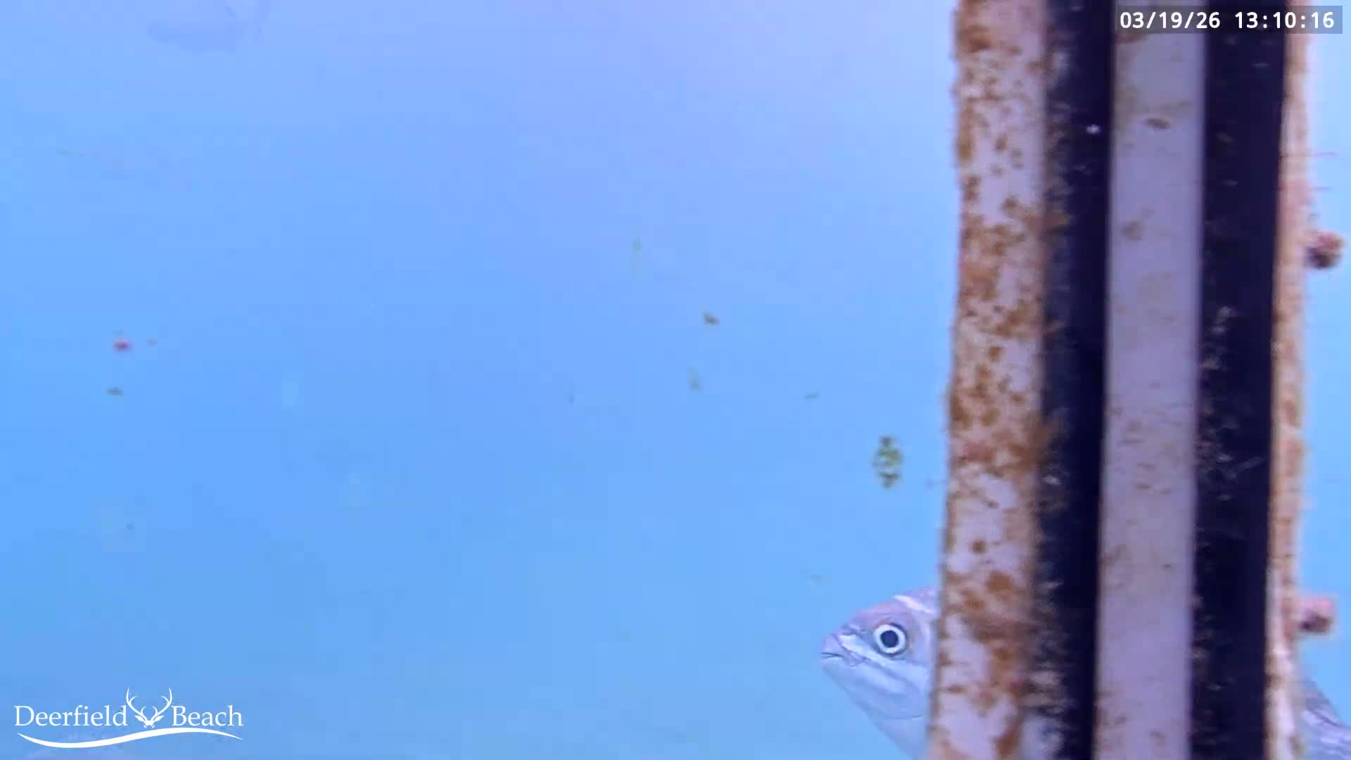 Deerfield Beach Atlantic Underwater Fish World Live Cam - Deerfield Beach, Broward, Florida, USA