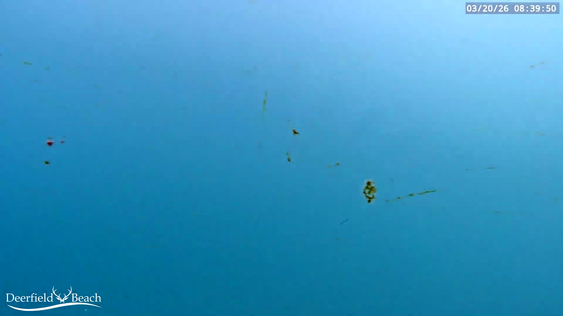 Deerfield Beach Atlantic Underwater Fish World Live Cam - Deerfield Beach, Broward, Florida, USA
