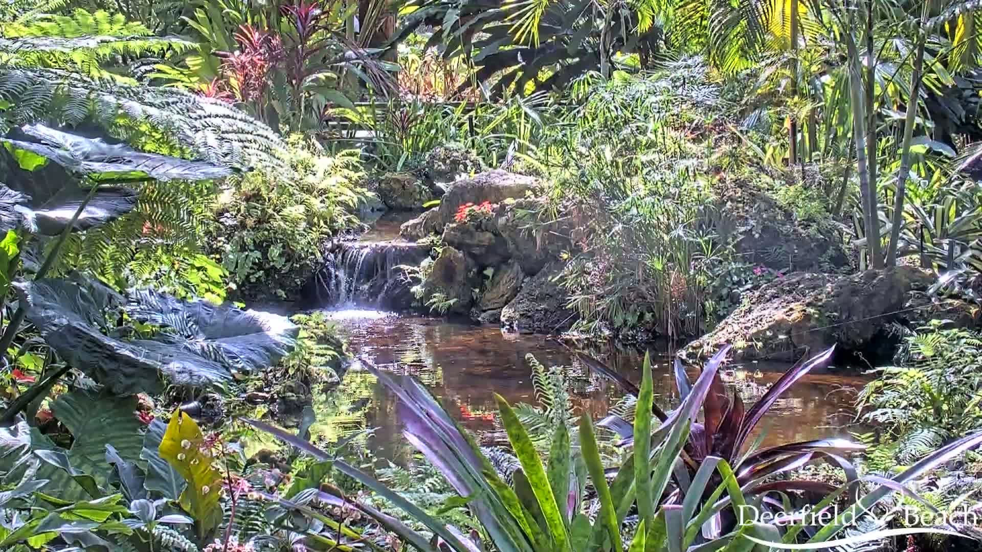 A small stream flows through a lush, tropical garden under bright sunlight.