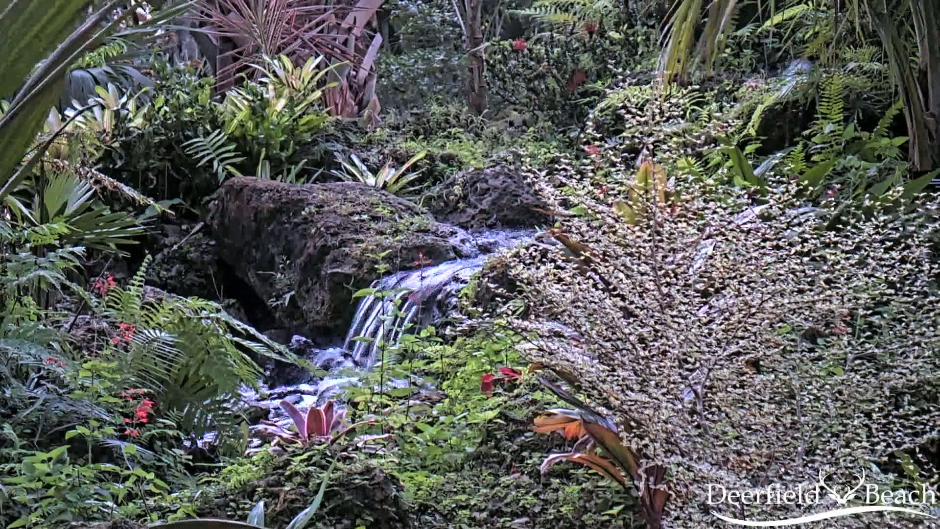 A small stream flows over moss-covered rocks amidst lush tropical vegetation.