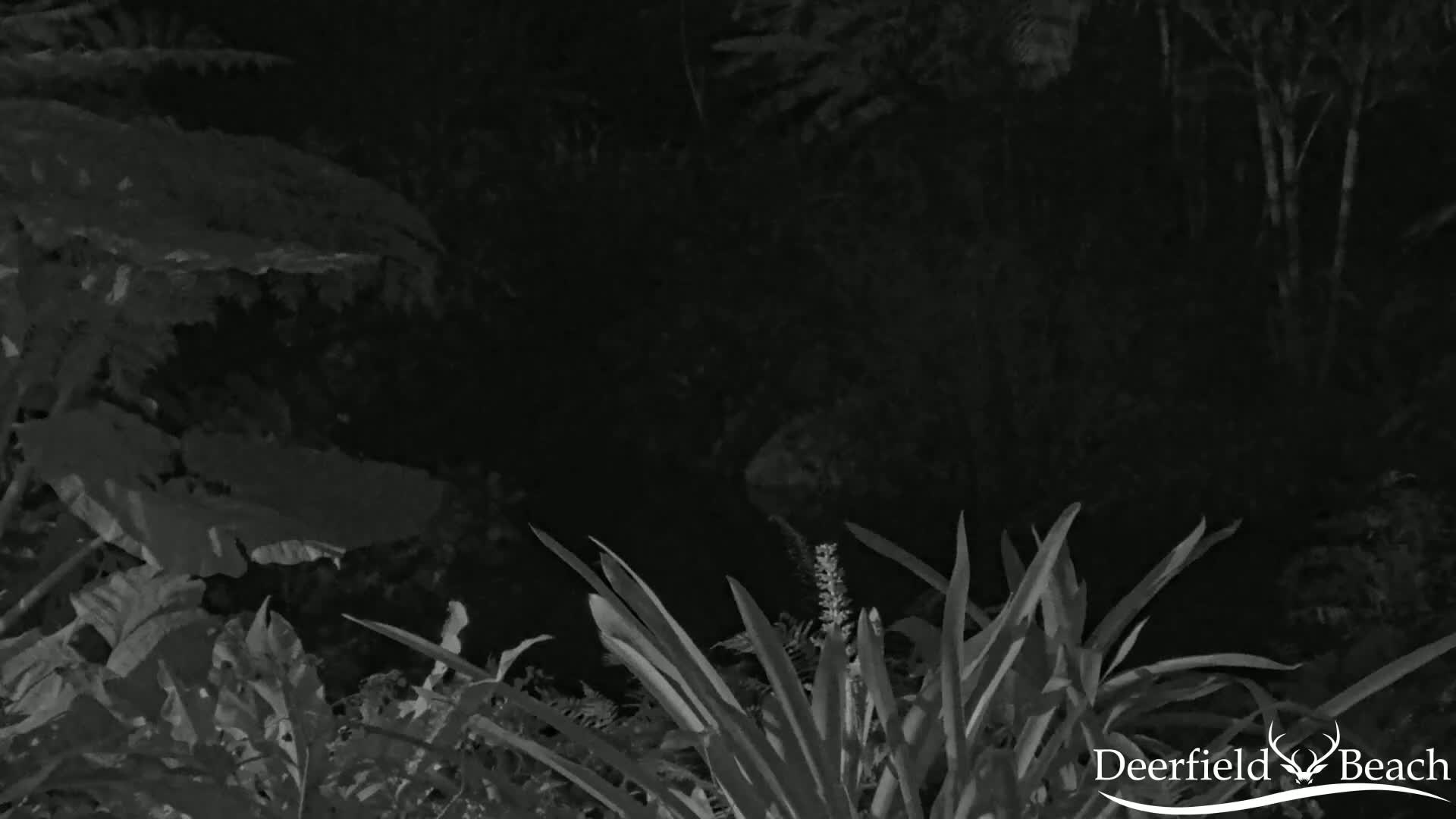 A nighttime, grayscale image shows various plants and foliage under dark conditions.