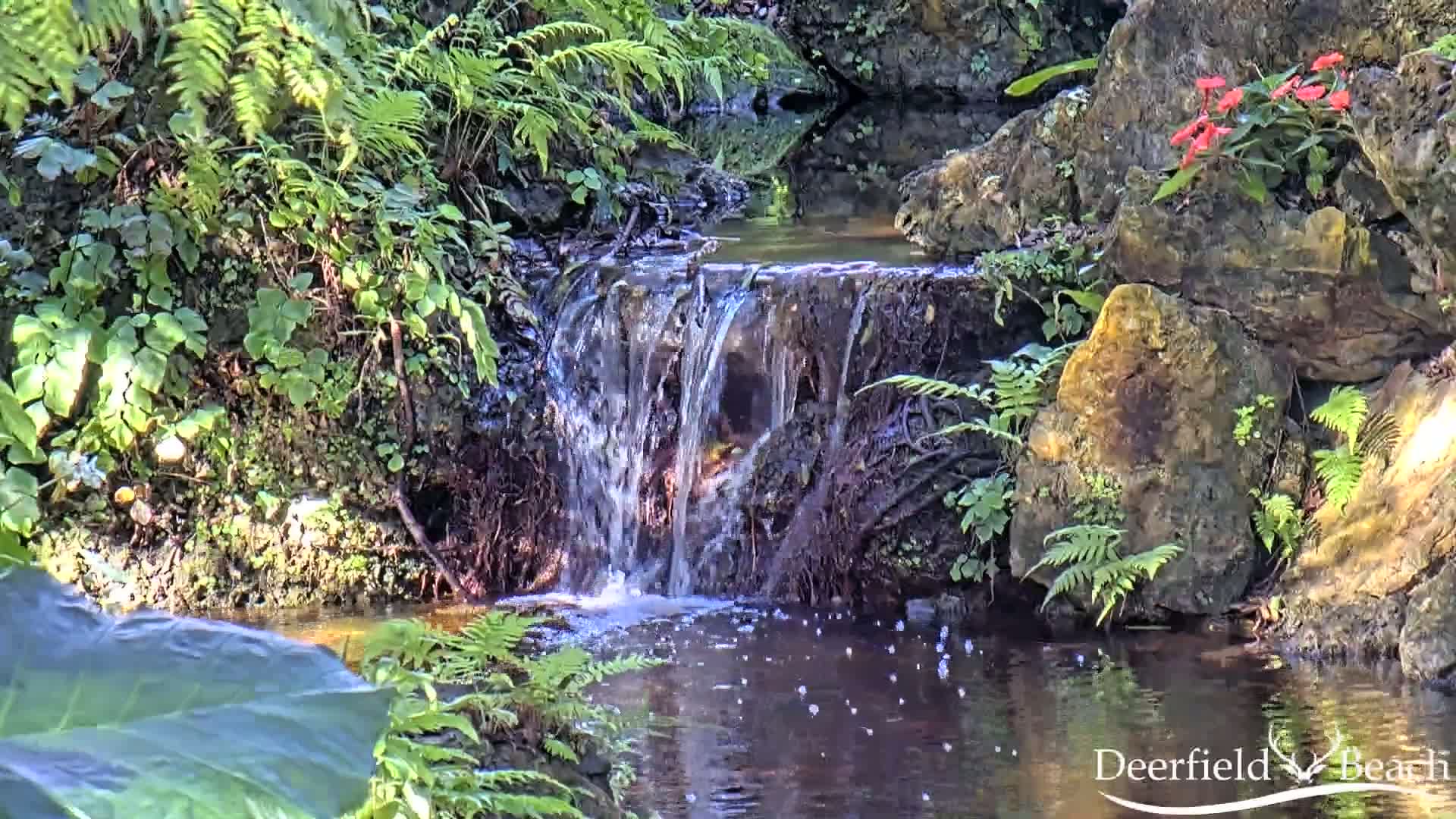 A small waterfall cascades over rocks into a calm pool of water surrounded by lush green ferns and other vegetation, under bright sunlight.