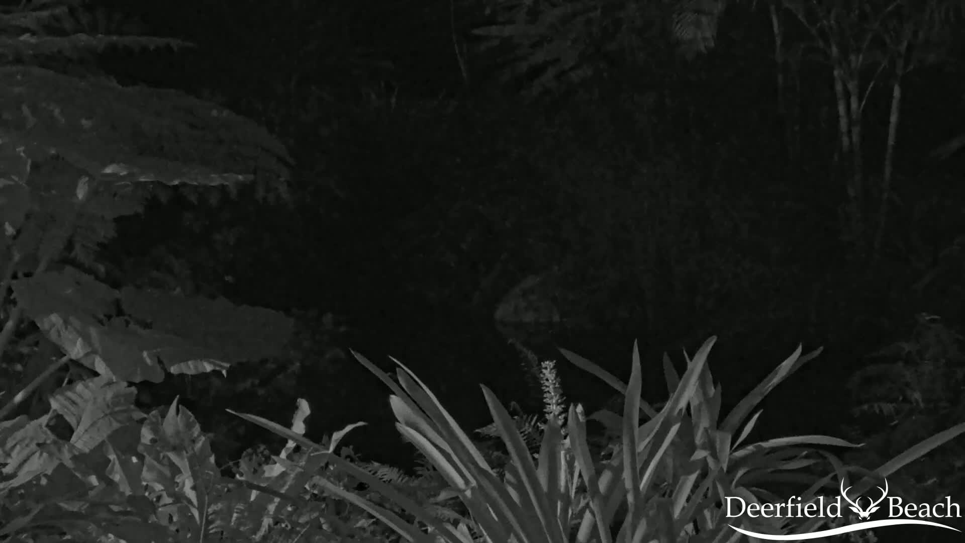 A nighttime, grayscale image shows various types of dark leafy plants, some with broad leaves and others with long, slender leaves.