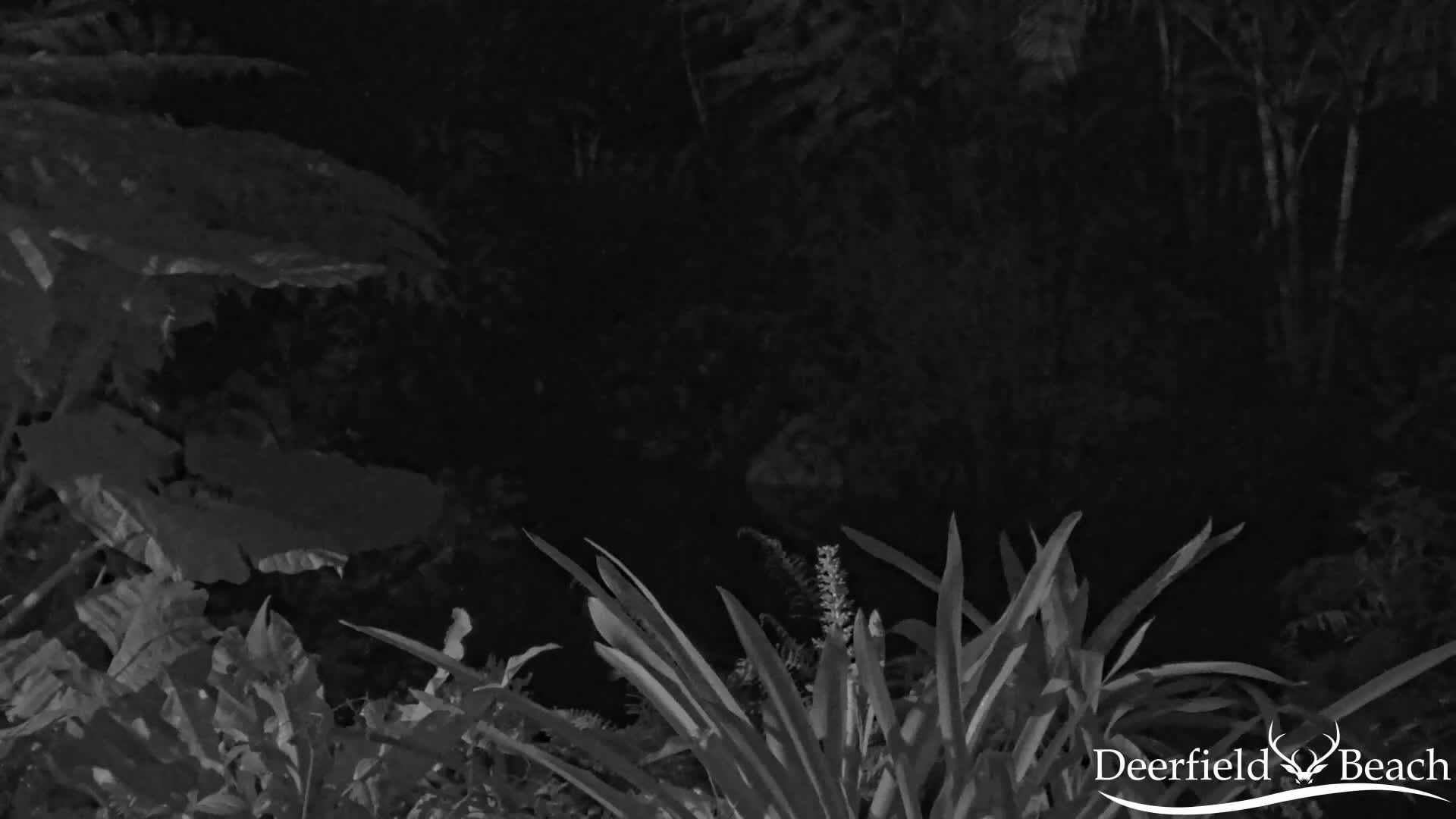 A nighttime, grayscale image shows various plants and foliage, with some areas darker than others, suggesting shadows or low light.
