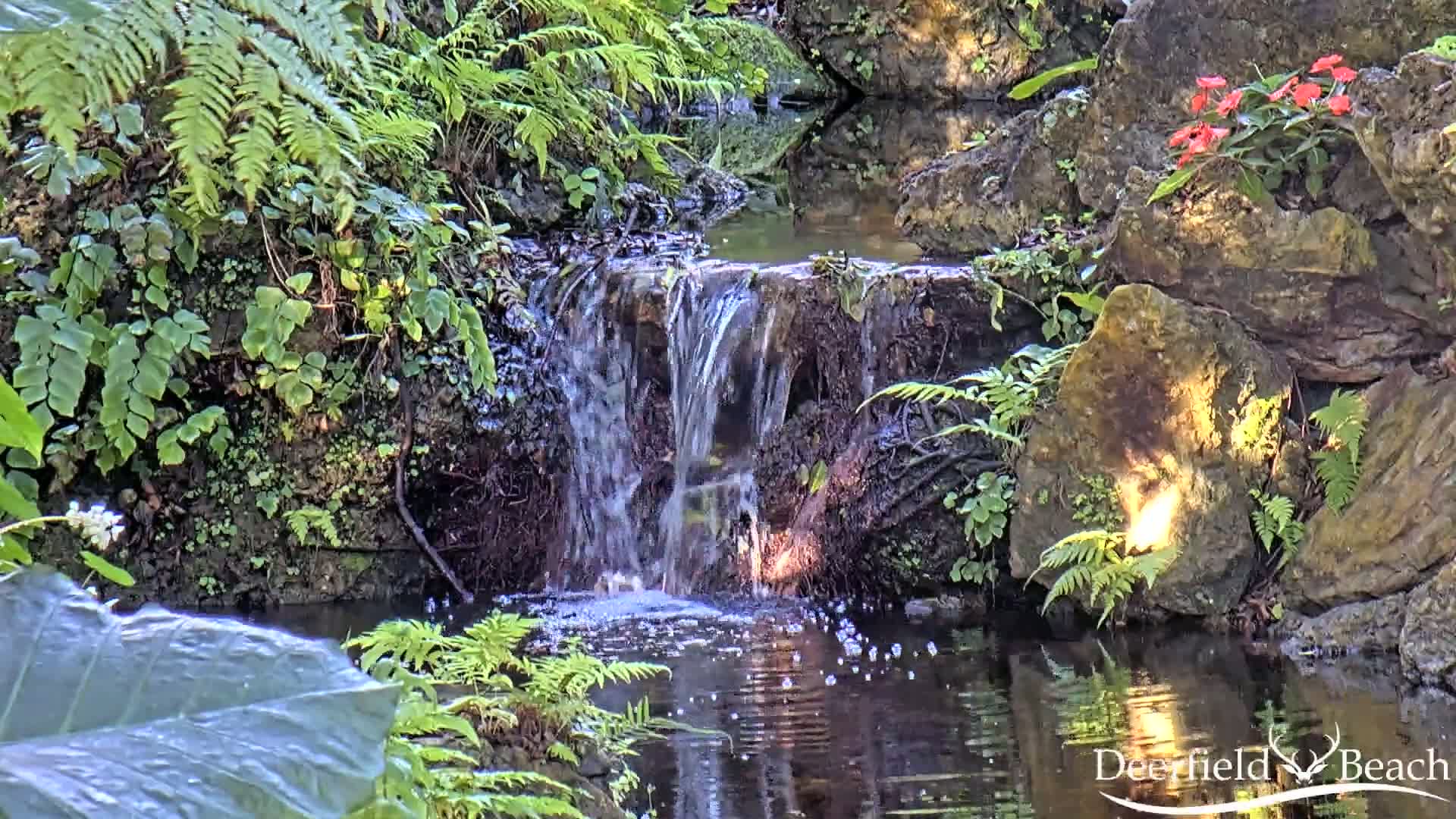 A small waterfall cascades into a dark pool surrounded by lush ferns, other greenery, and rocks, with orange flowers blooming near the top.
