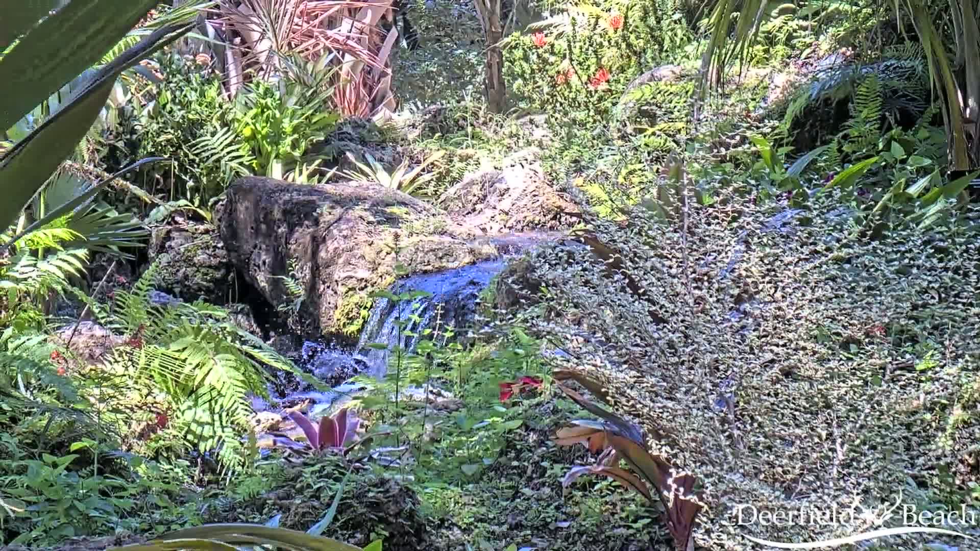 A small stream flows over rocks through a lush, green, sunny tropical garden.