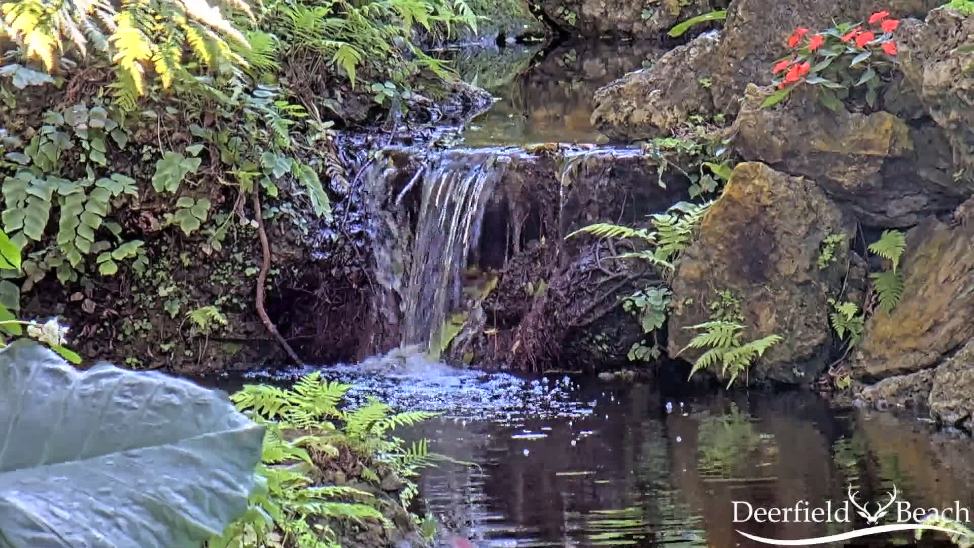 A small waterfall cascades over rocks into a calm pool of water surrounded by lush green ferns and other vegetation, with some red flowers blooming on the rocks.