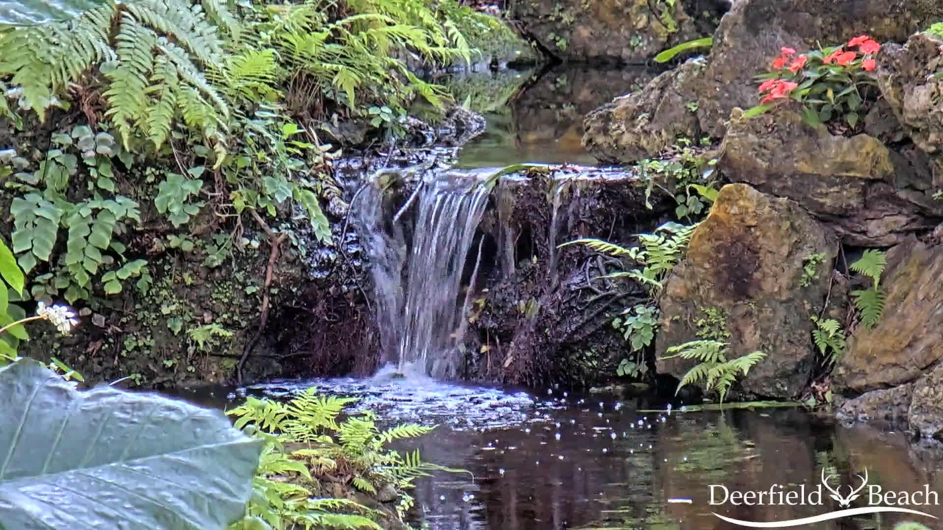 A small waterfall cascades over rocks into a calm pool of water surrounded by lush ferns and other greenery.