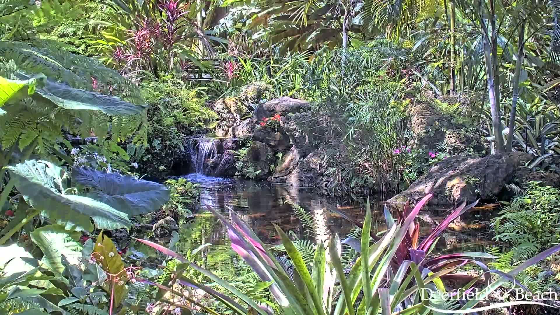A small waterfall flows into a pond surrounded by lush, tropical vegetation under sunny conditions.