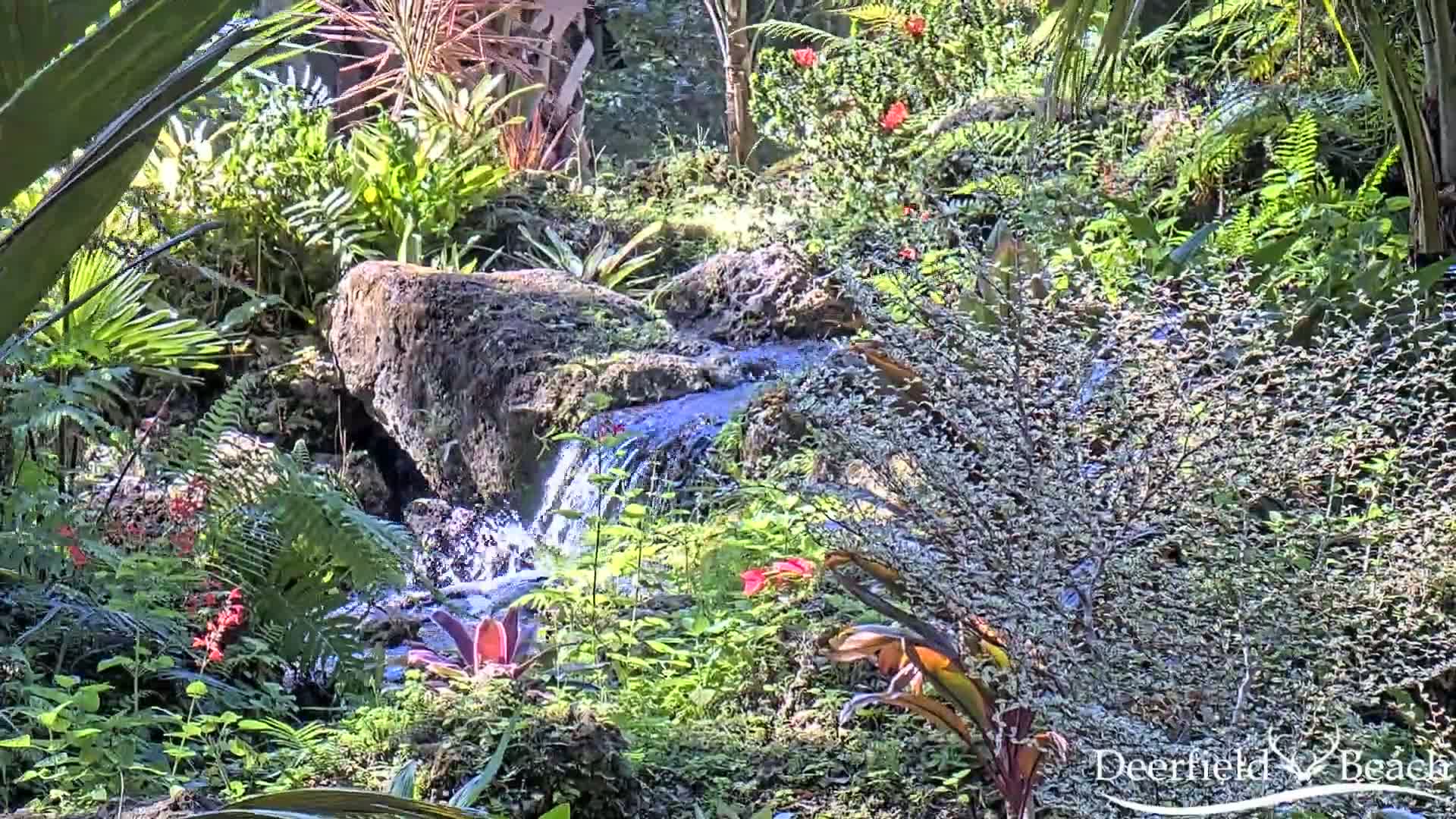 A small waterfall flows through a lush, tropical garden under bright sunlight.