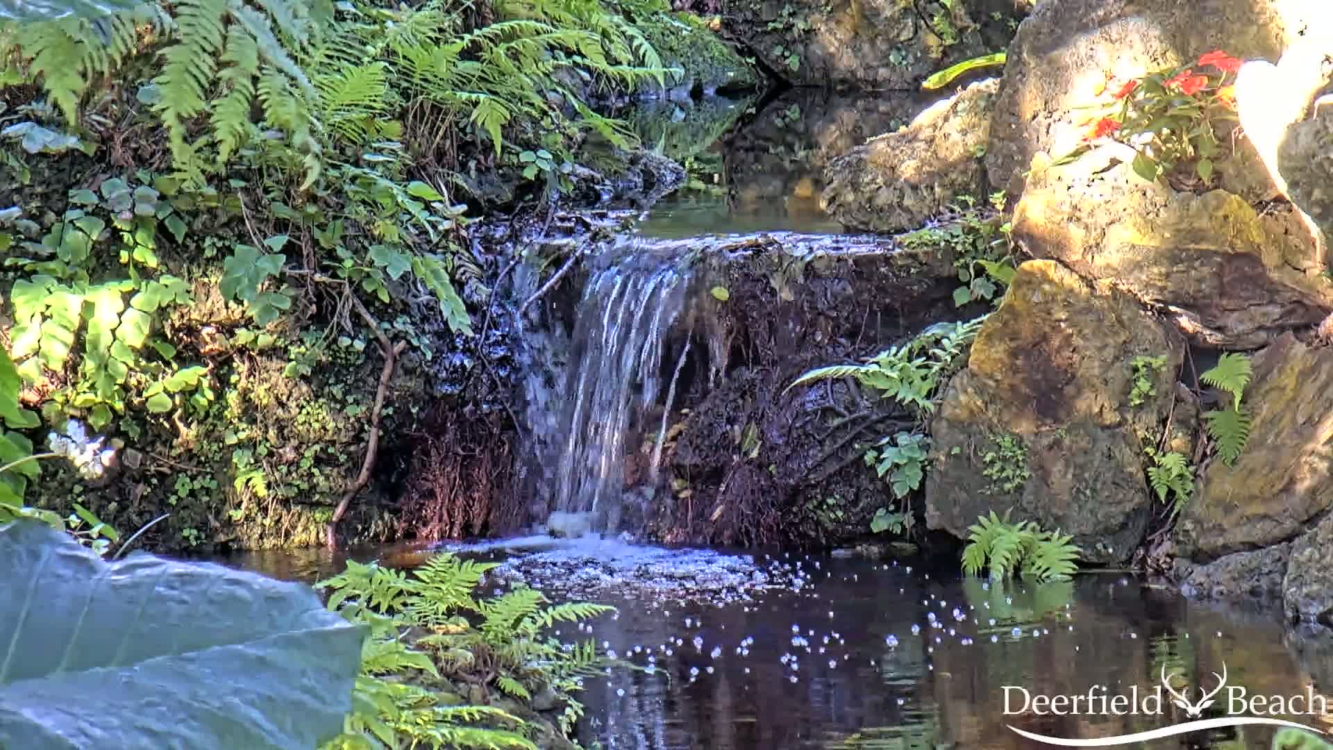 A small waterfall cascades over rocks into a pool of water surrounded by lush ferns and other greenery.