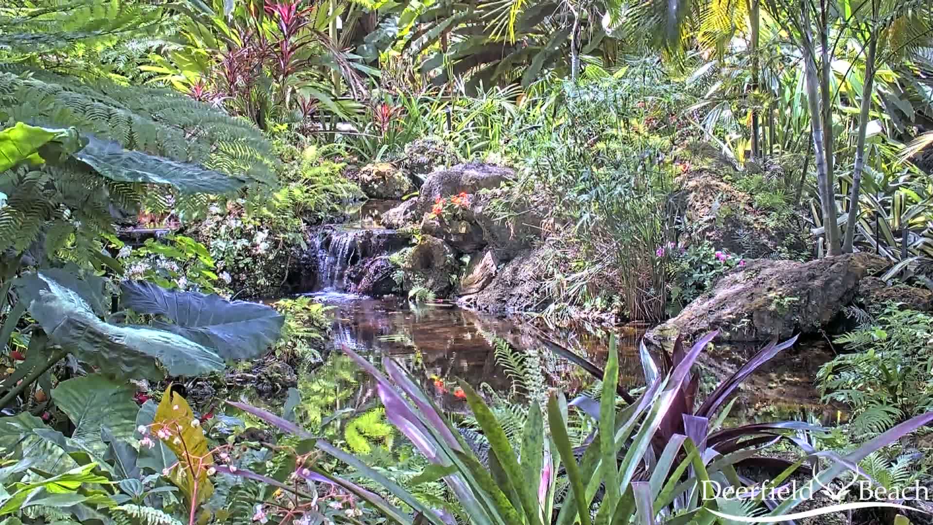 A tranquil pond fed by a small waterfall is nestled amongst lush, tropical foliage under bright sunlight.