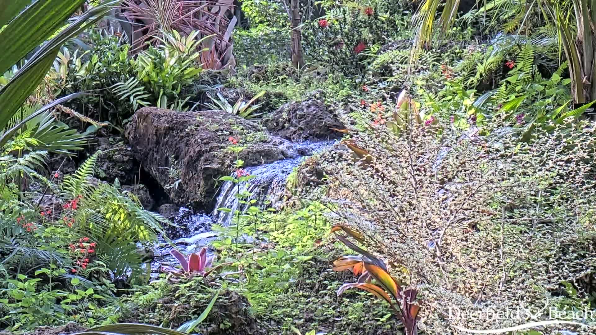 A small stream flows over rocks through a lush, tropical garden filled with ferns, bromeliads, and other flowering plants.