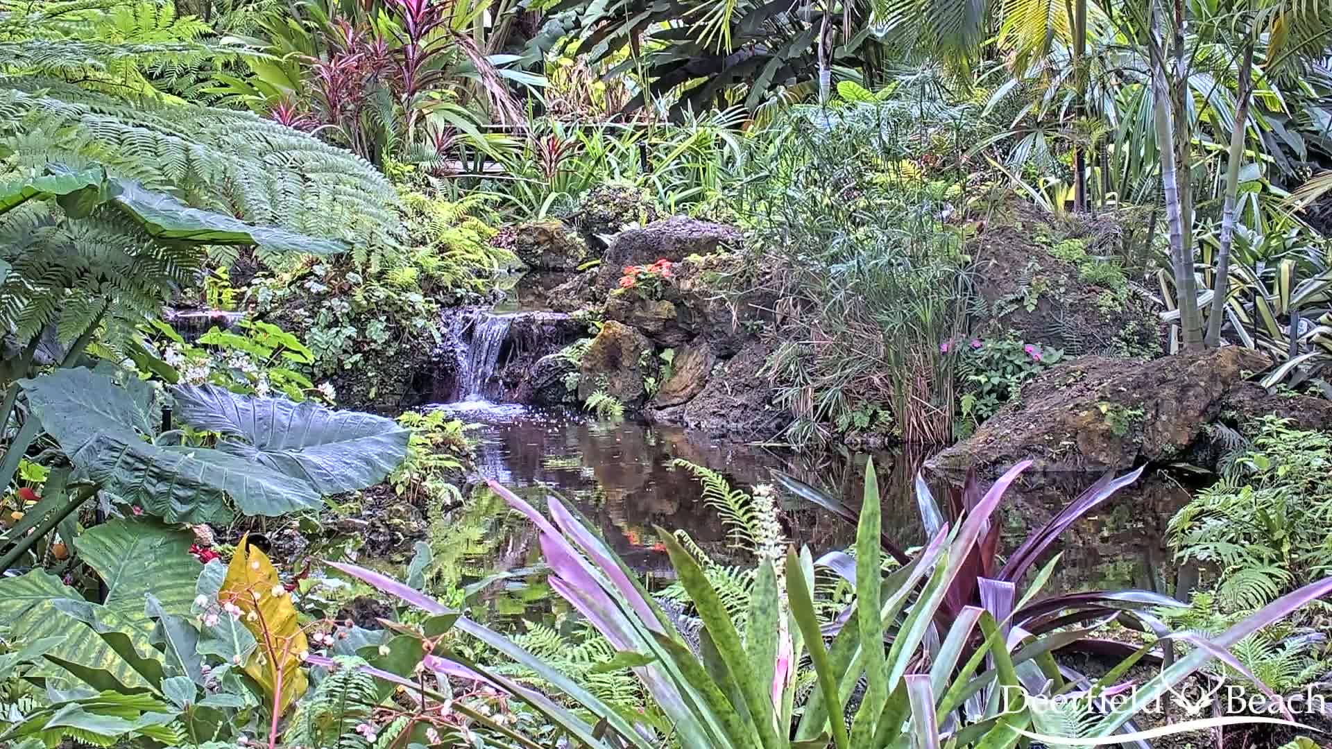 Lush tropical plants surround a small pond and waterfall.